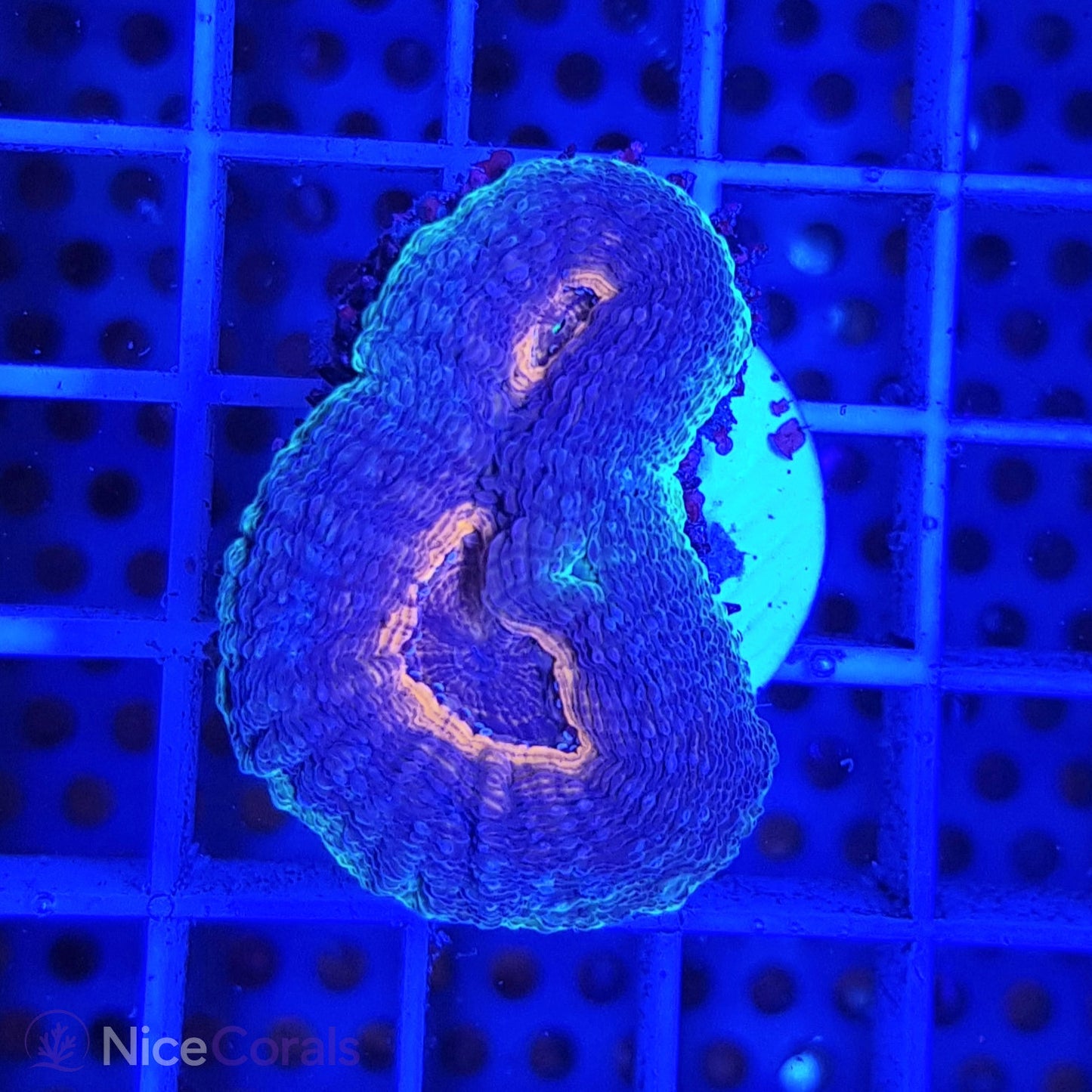 Lobophyllia