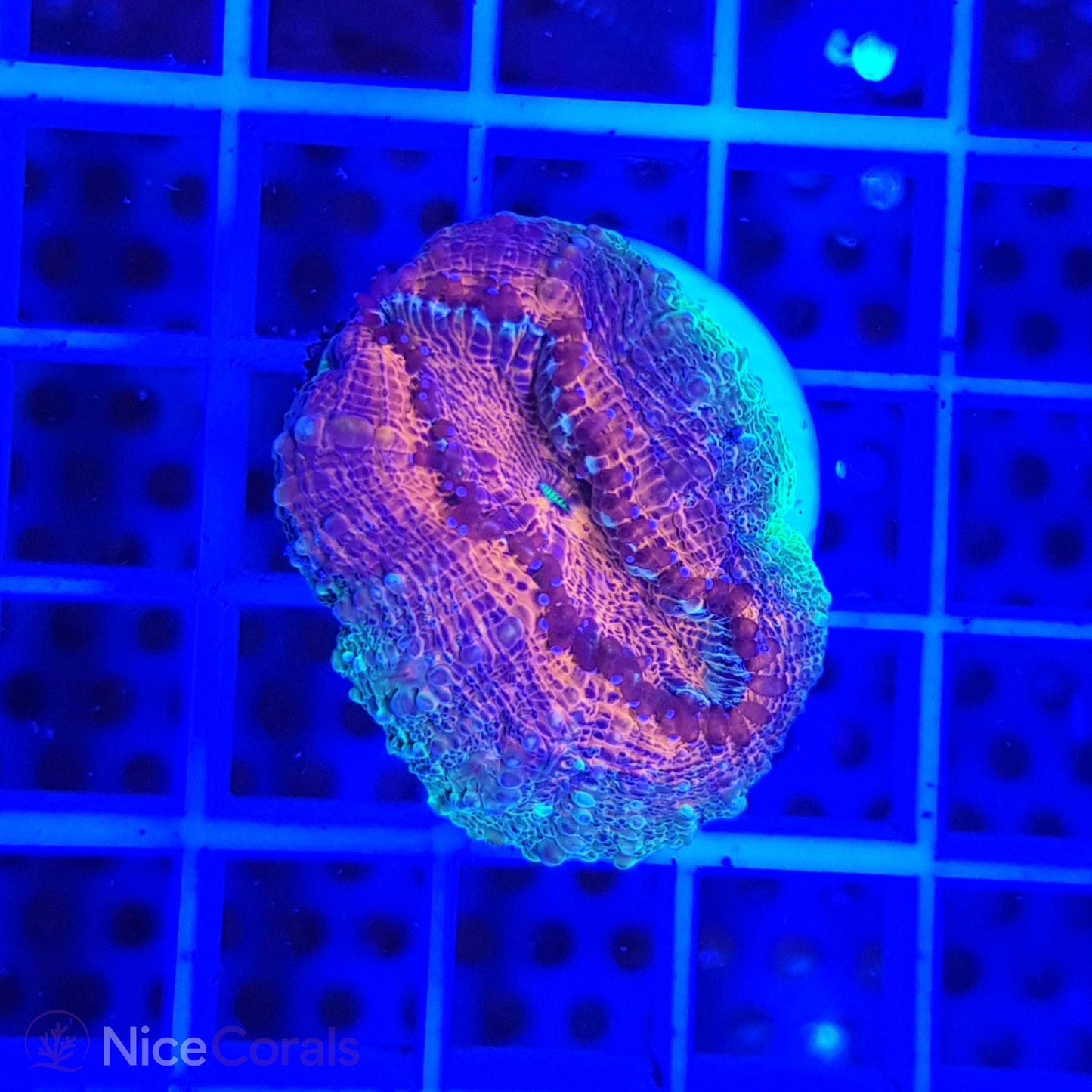Lobophyllia