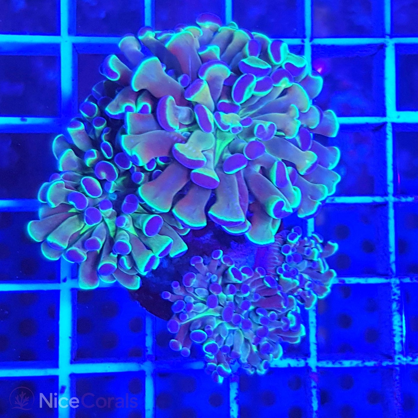 Euphyllia paraancora