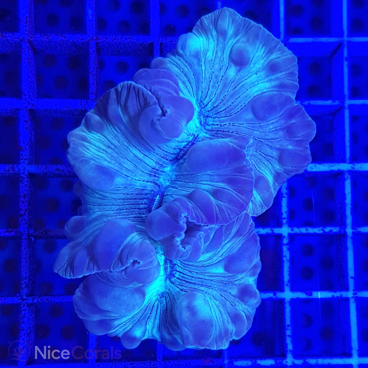 Nemenzophyllia
