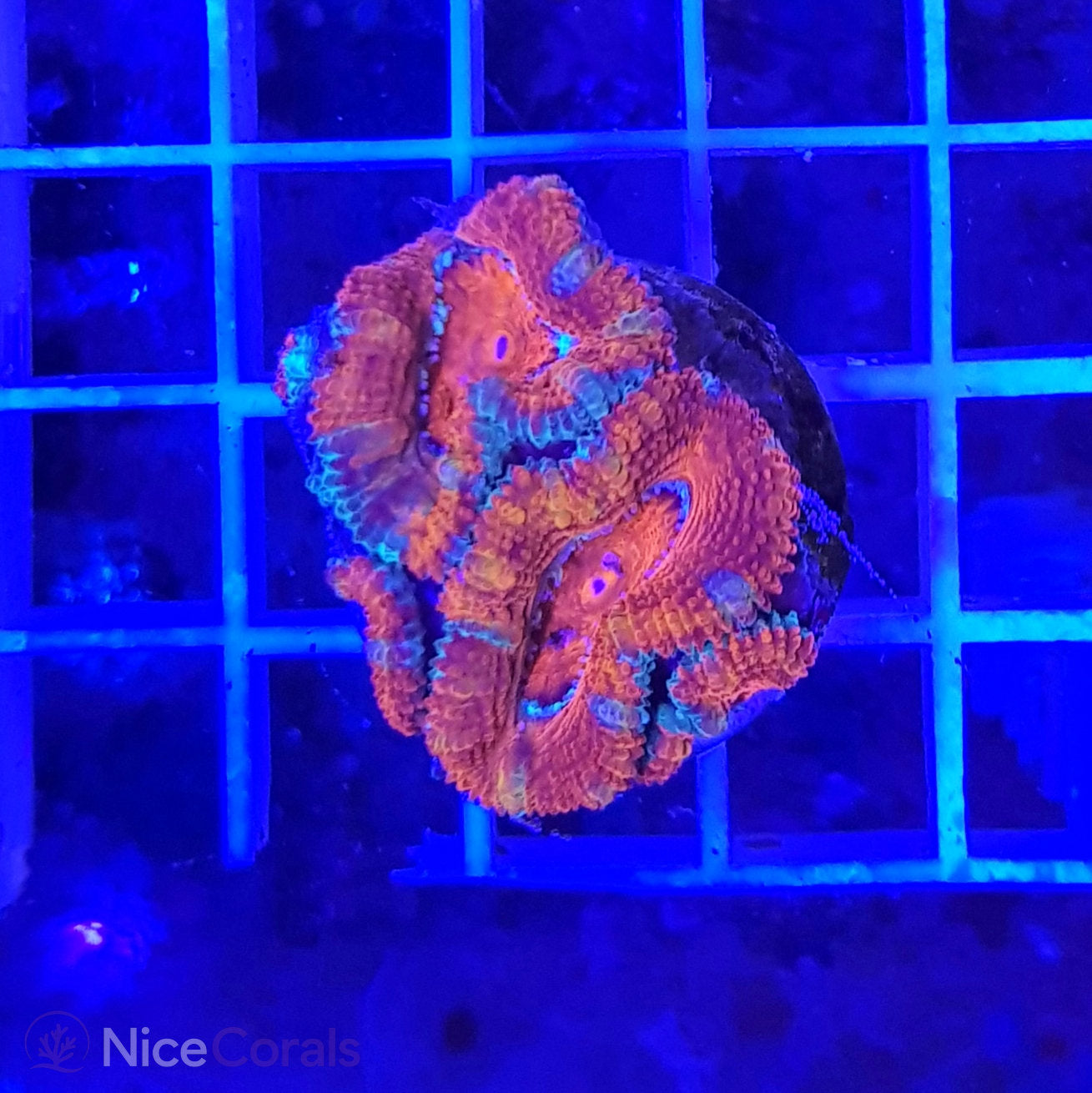 Acanthastrea
