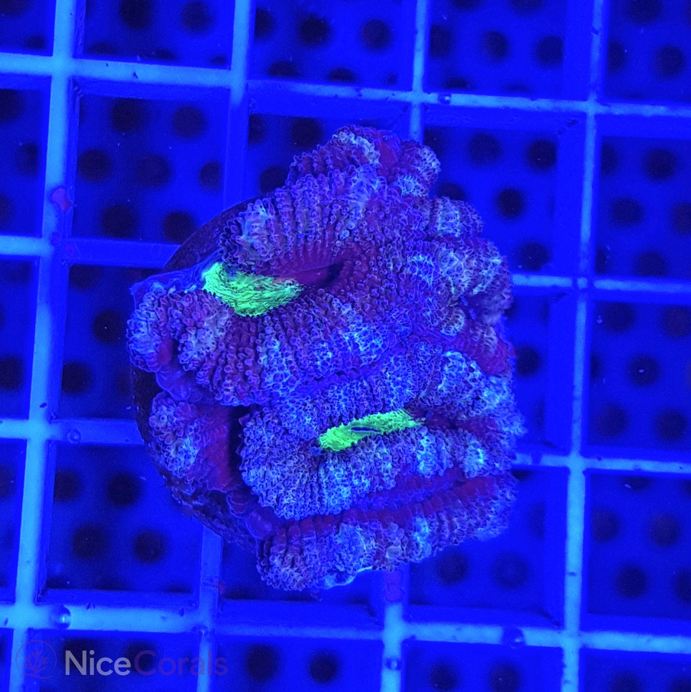 Acanthastrea