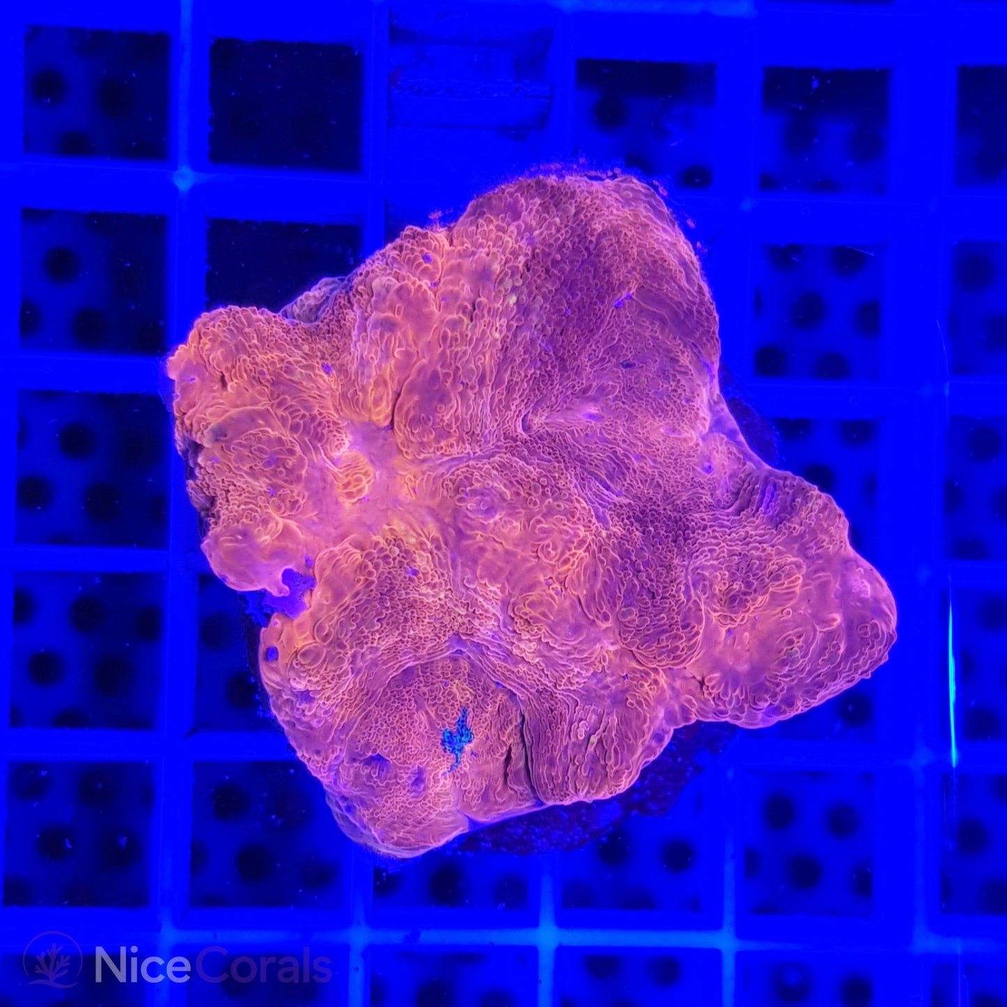 Acanthastrea bowerbanki