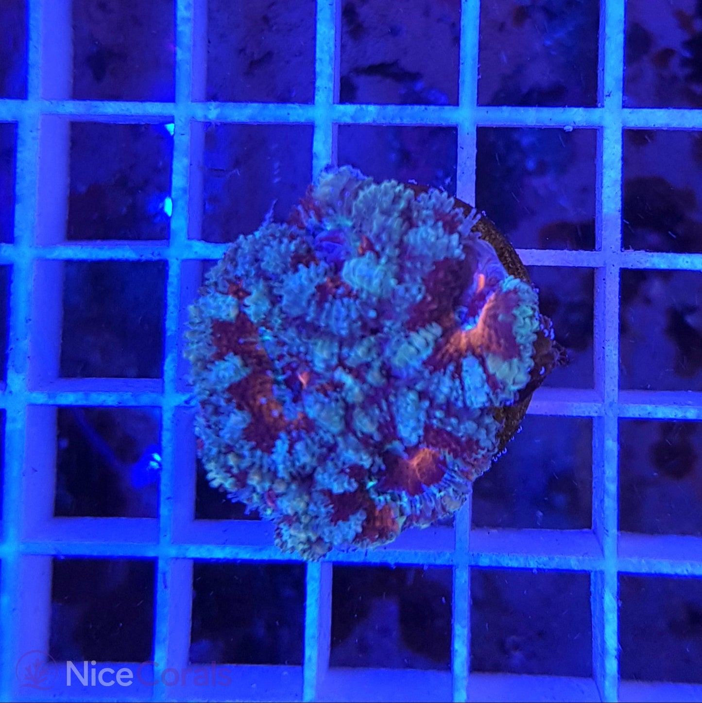 Acanthastrea
