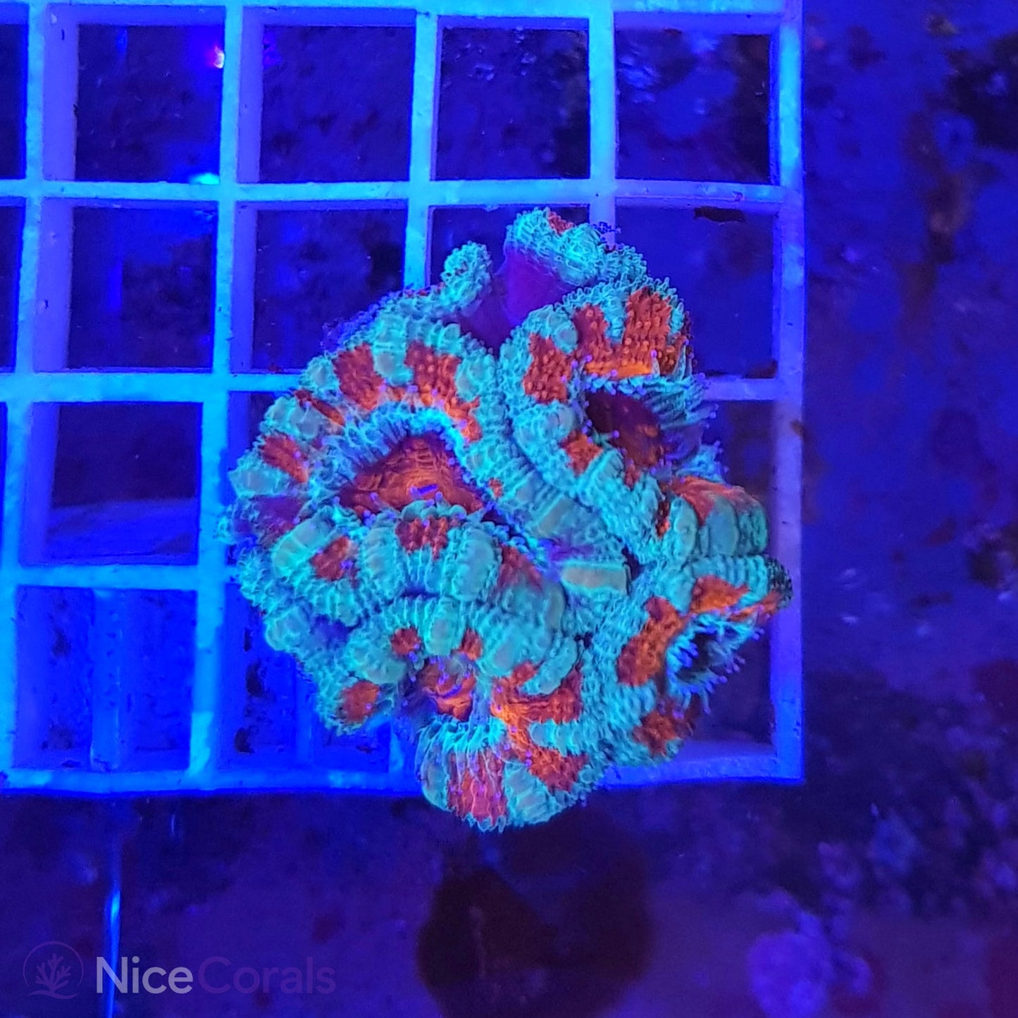 Acanthastrea