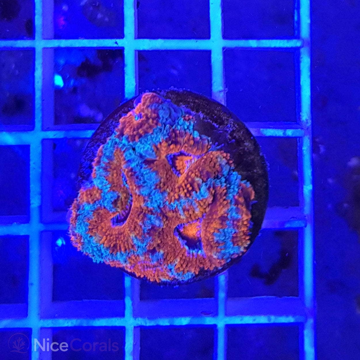 Acanthastrea