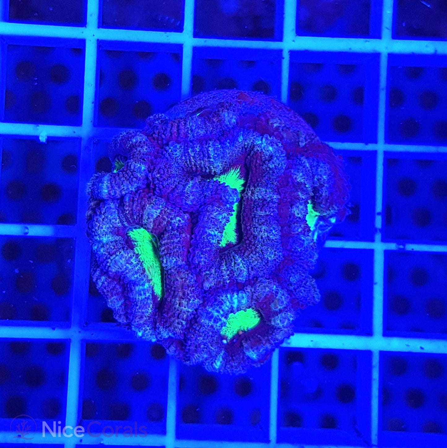Acanthastrea
