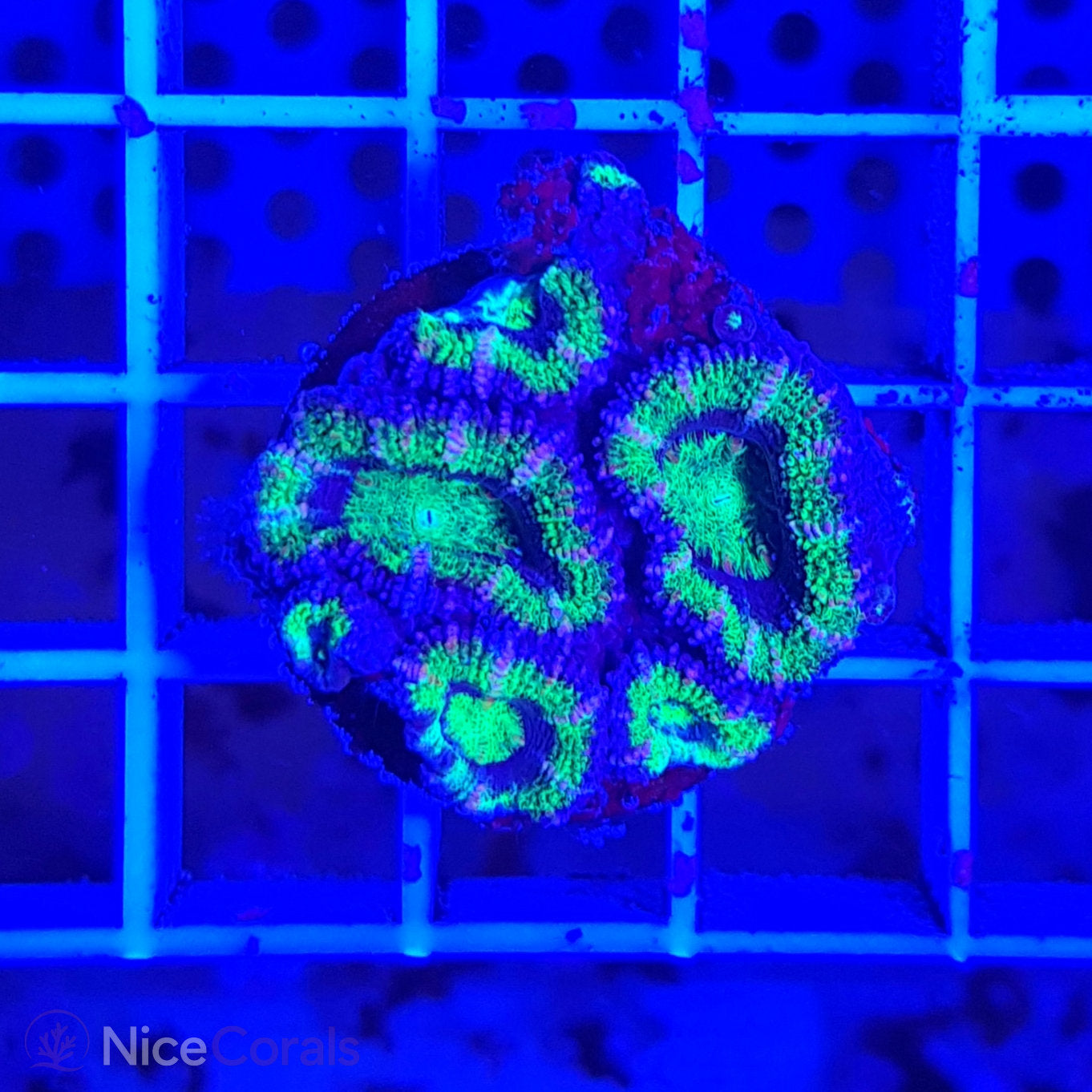 Acanthastrea