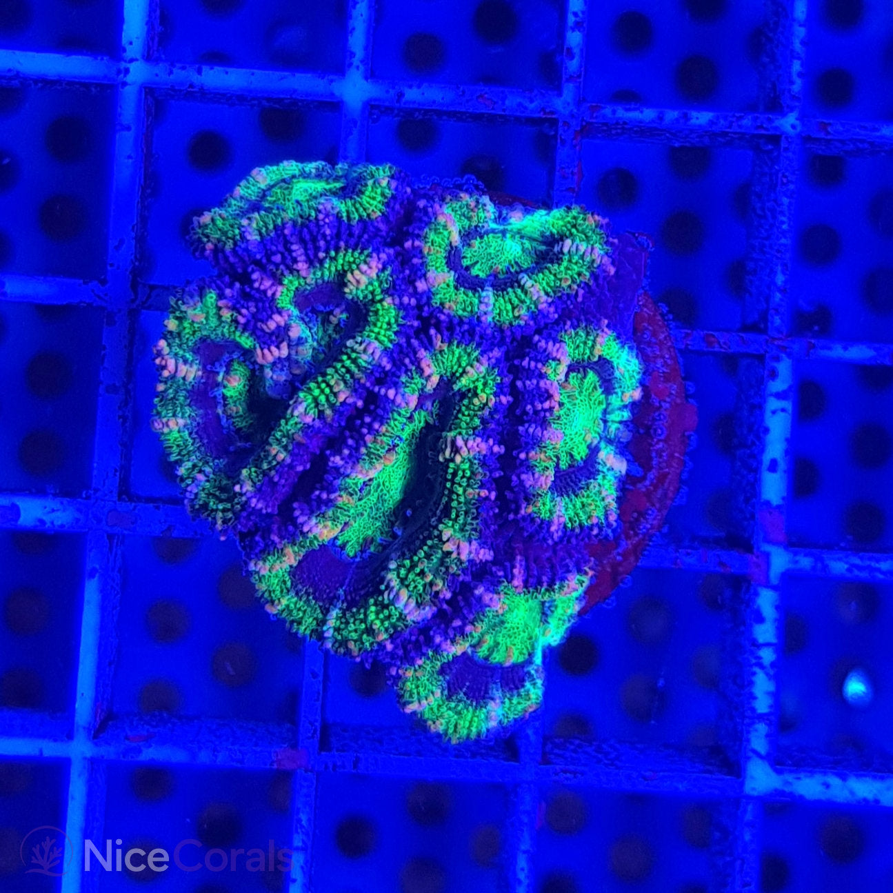Acanthastrea