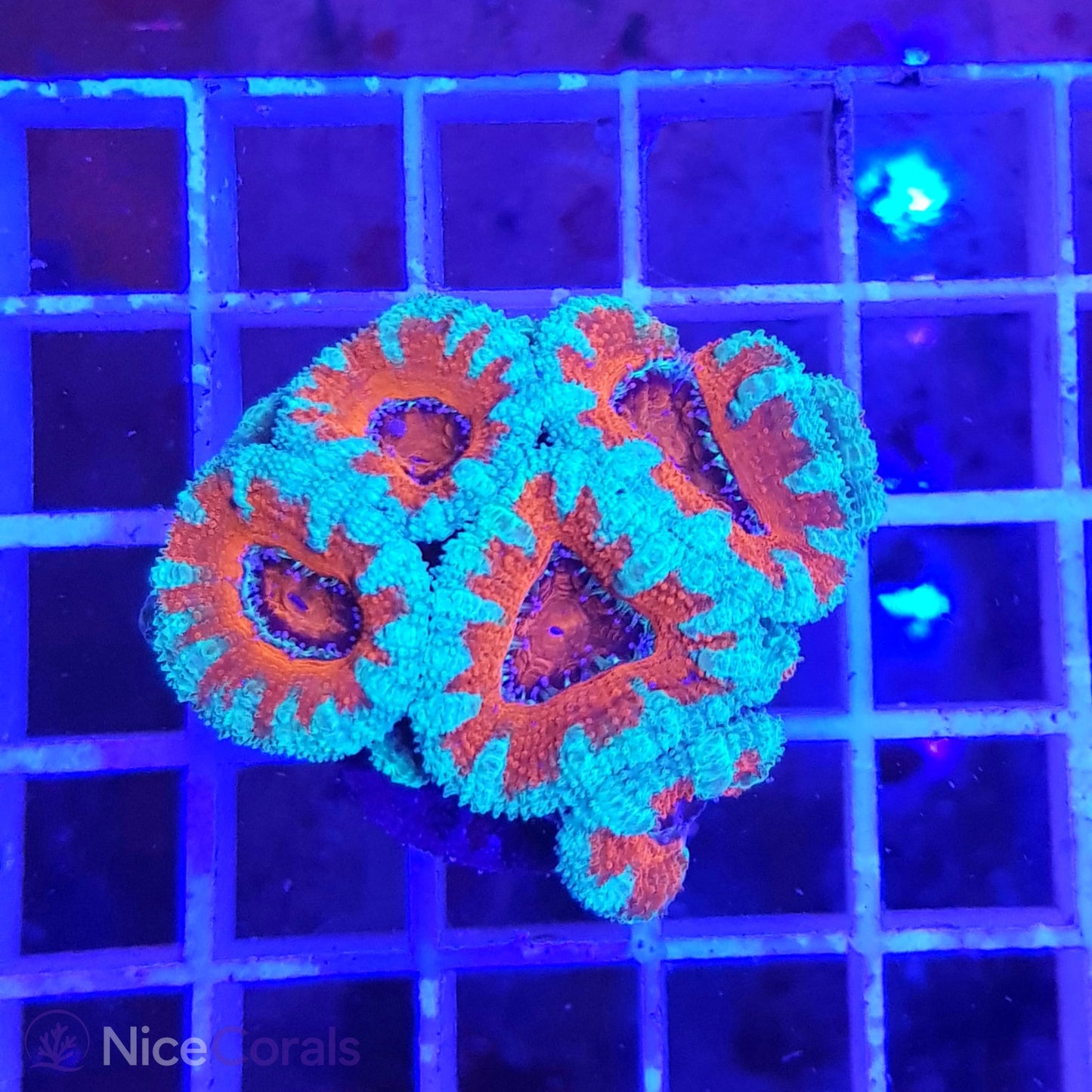 Acanthastrea