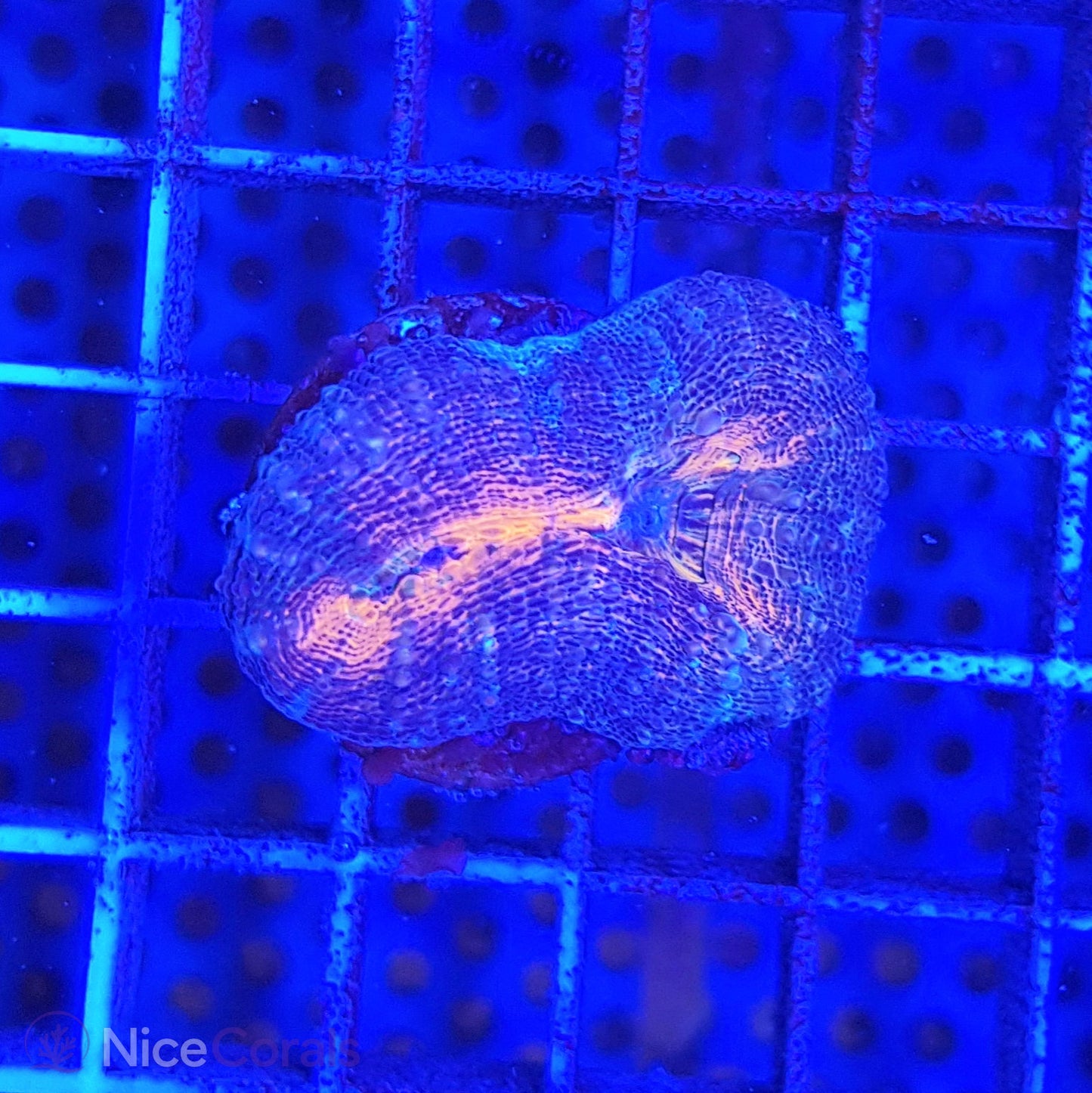 Lobophyllia