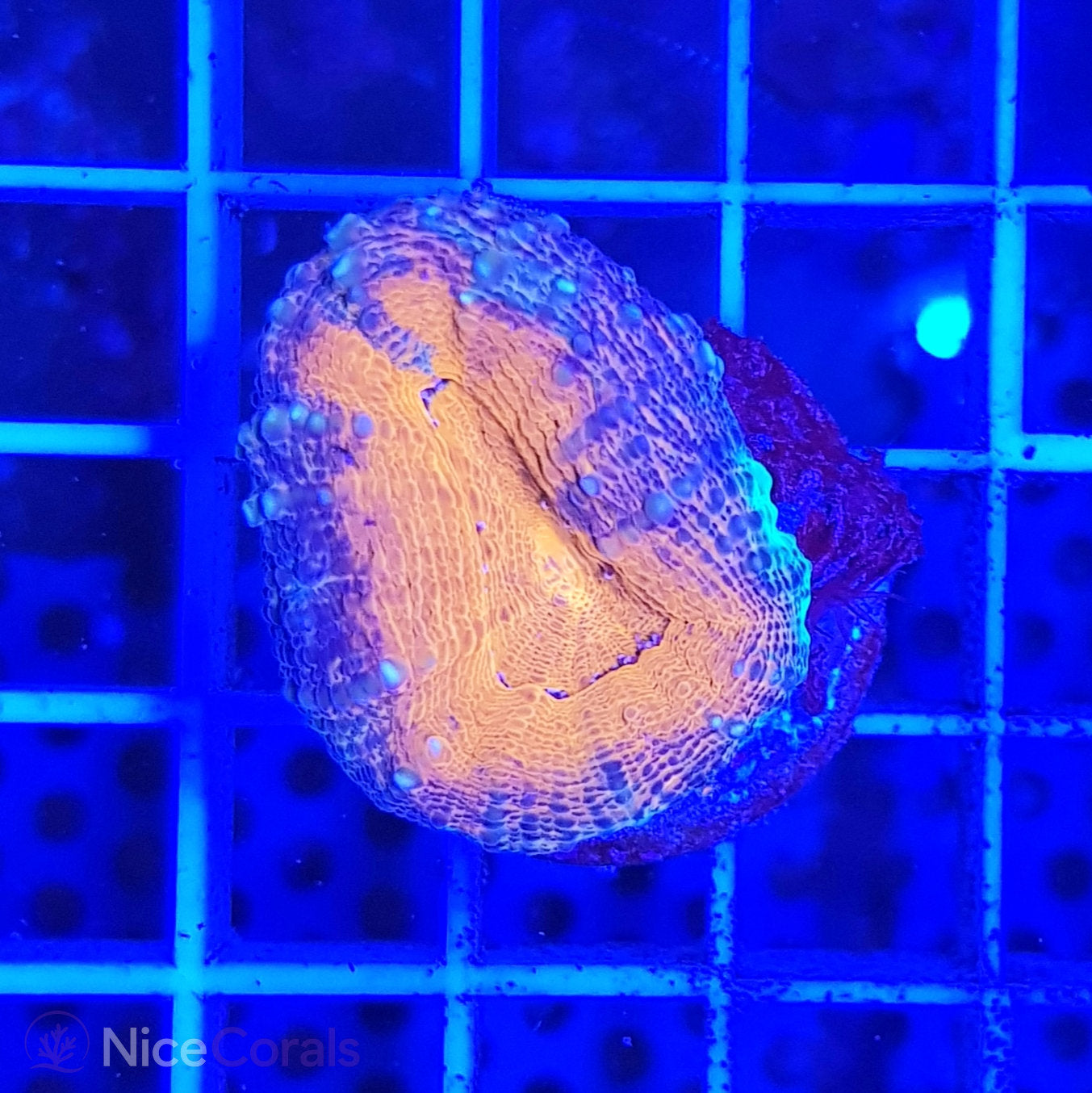 Lobophyllia