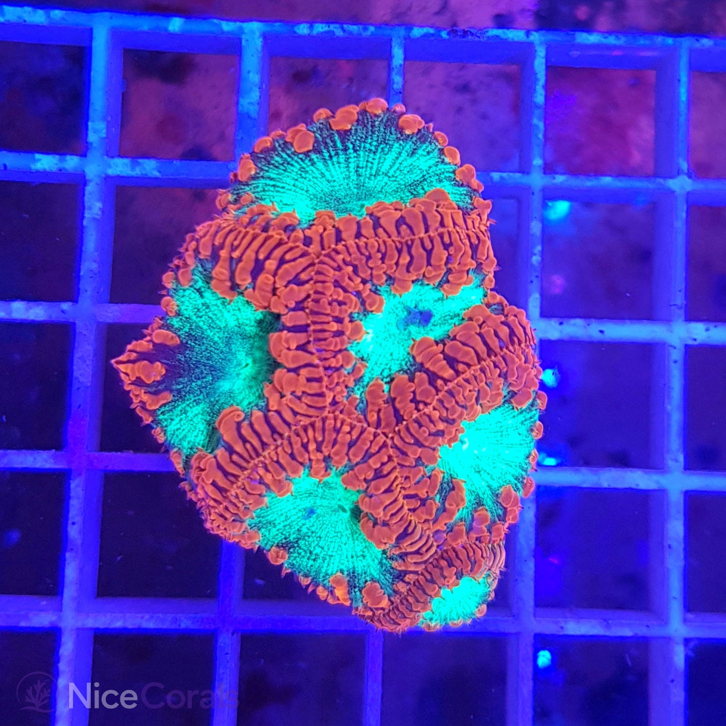 Blastomussa