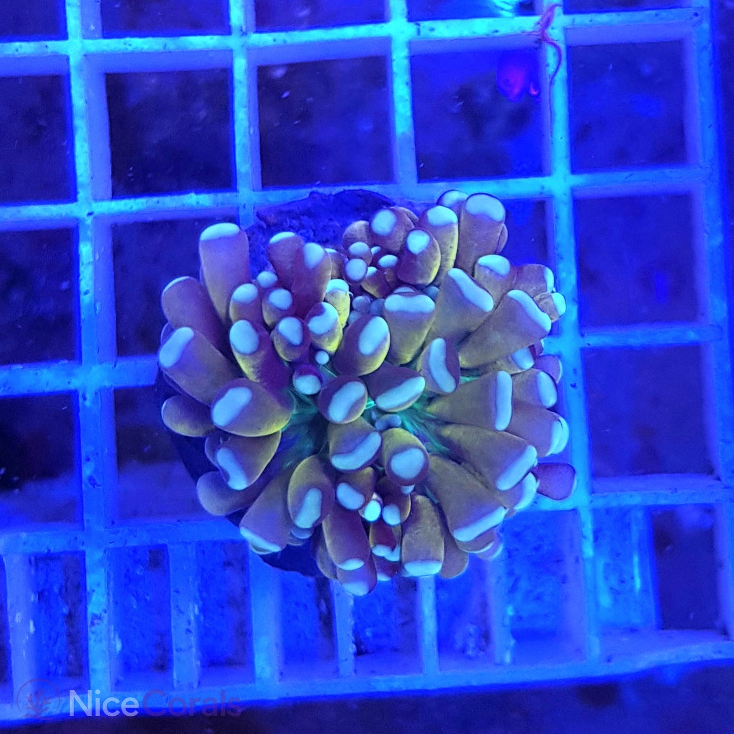 Euphyllia Tiger Torch