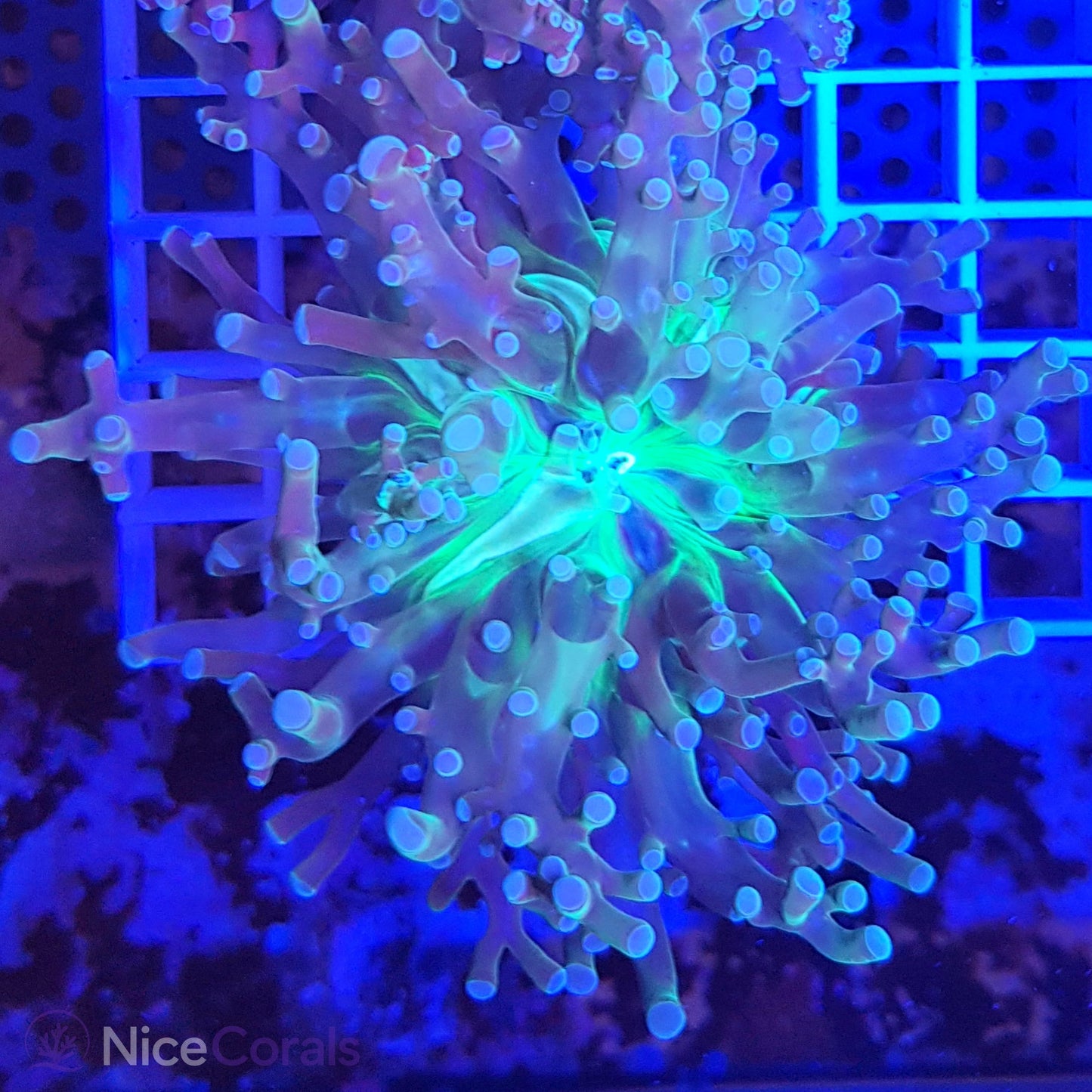 Euphyllia paradivisa