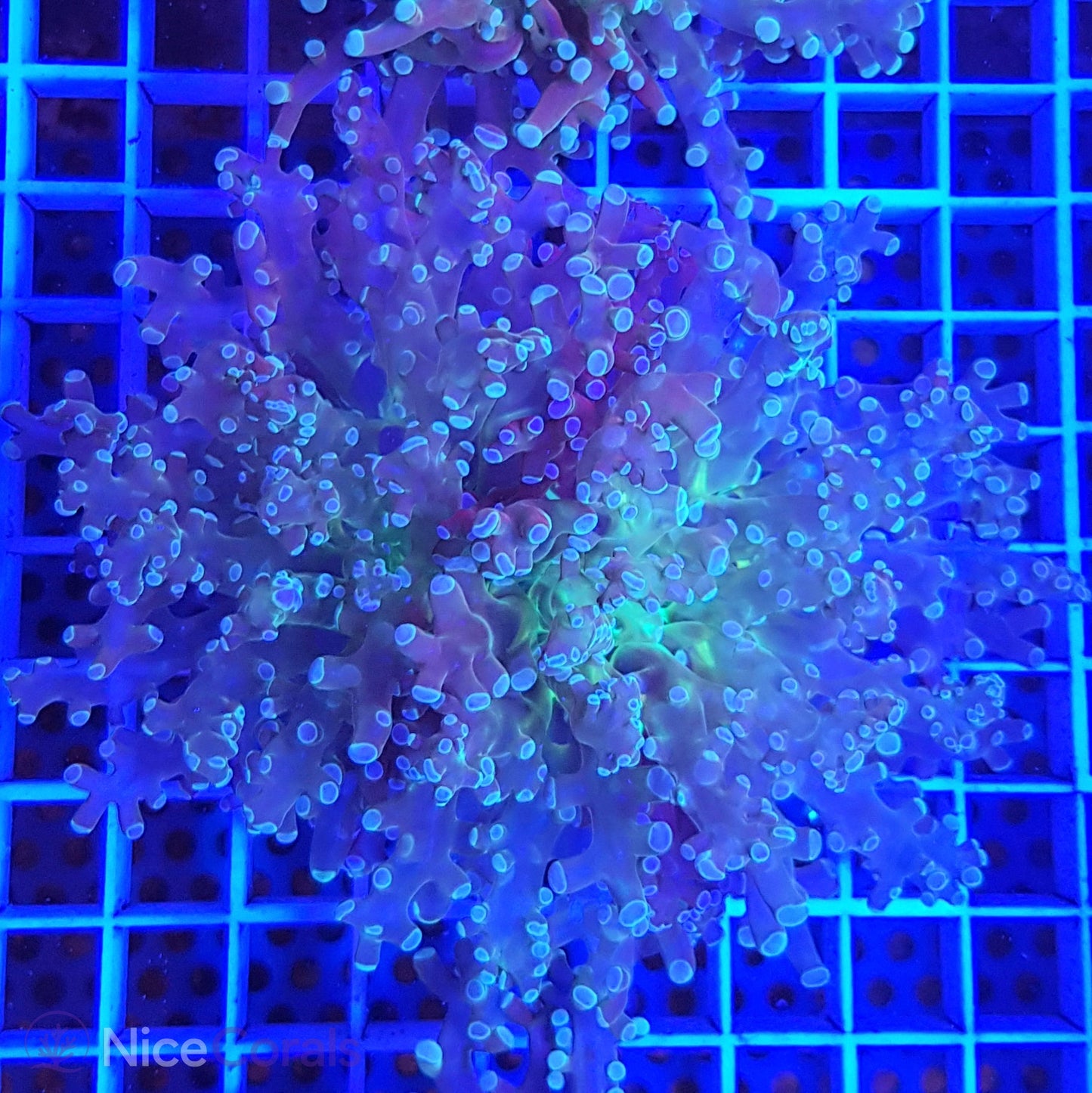 Euphyllia paradivisa