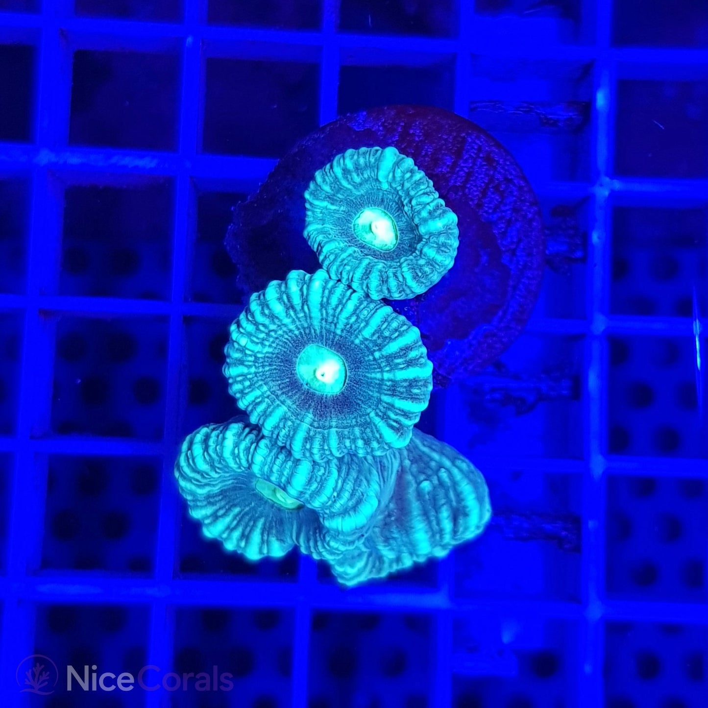Caulastrea