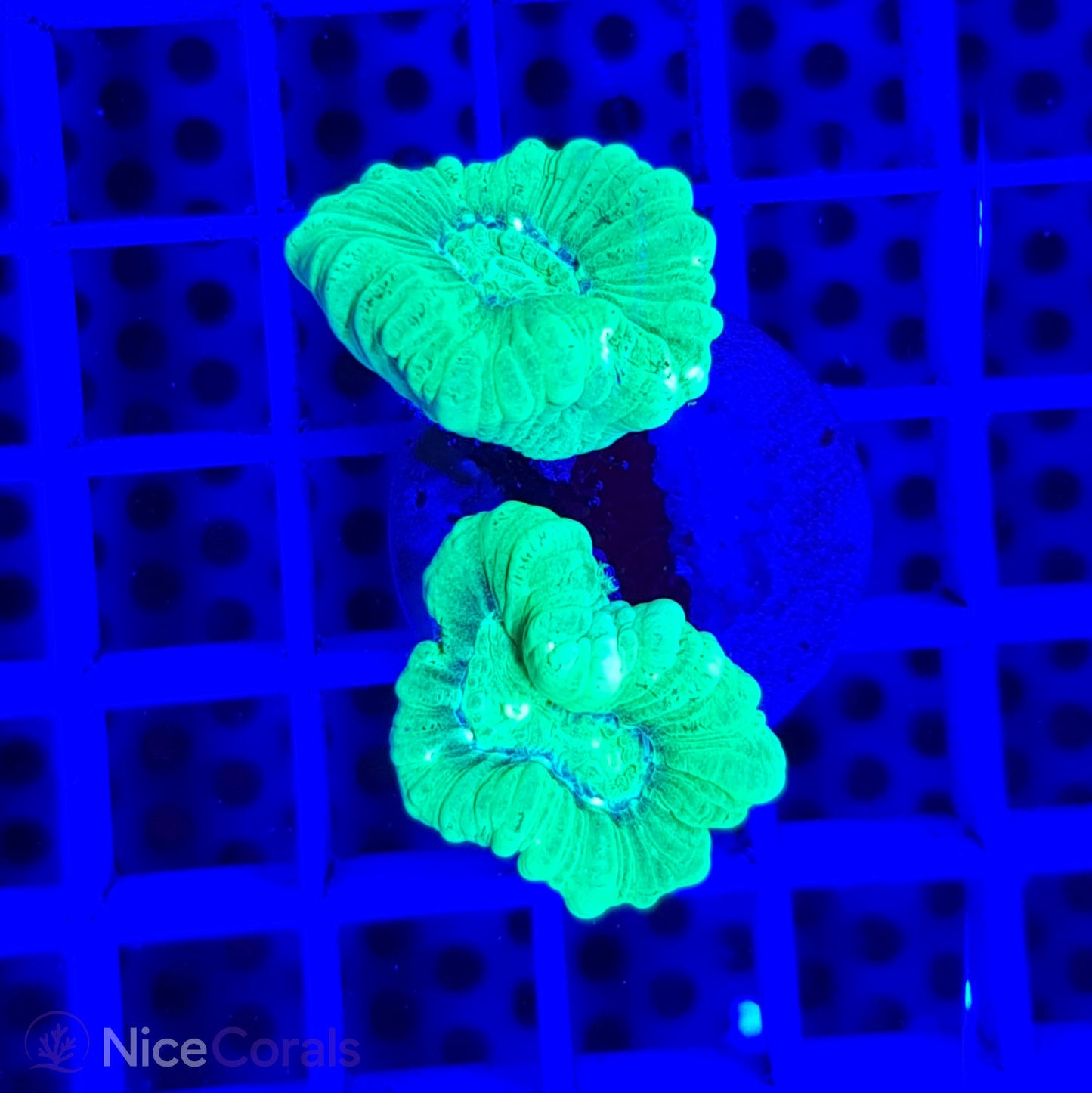 Caulastrea
