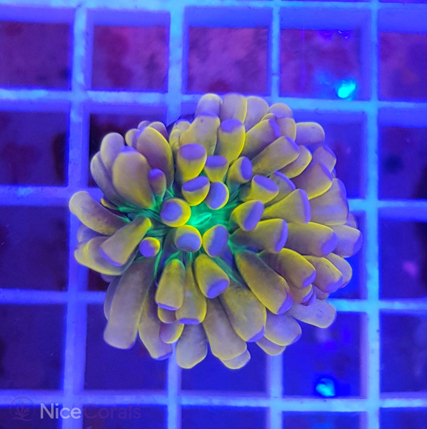 Euphyllia Tiger Torch