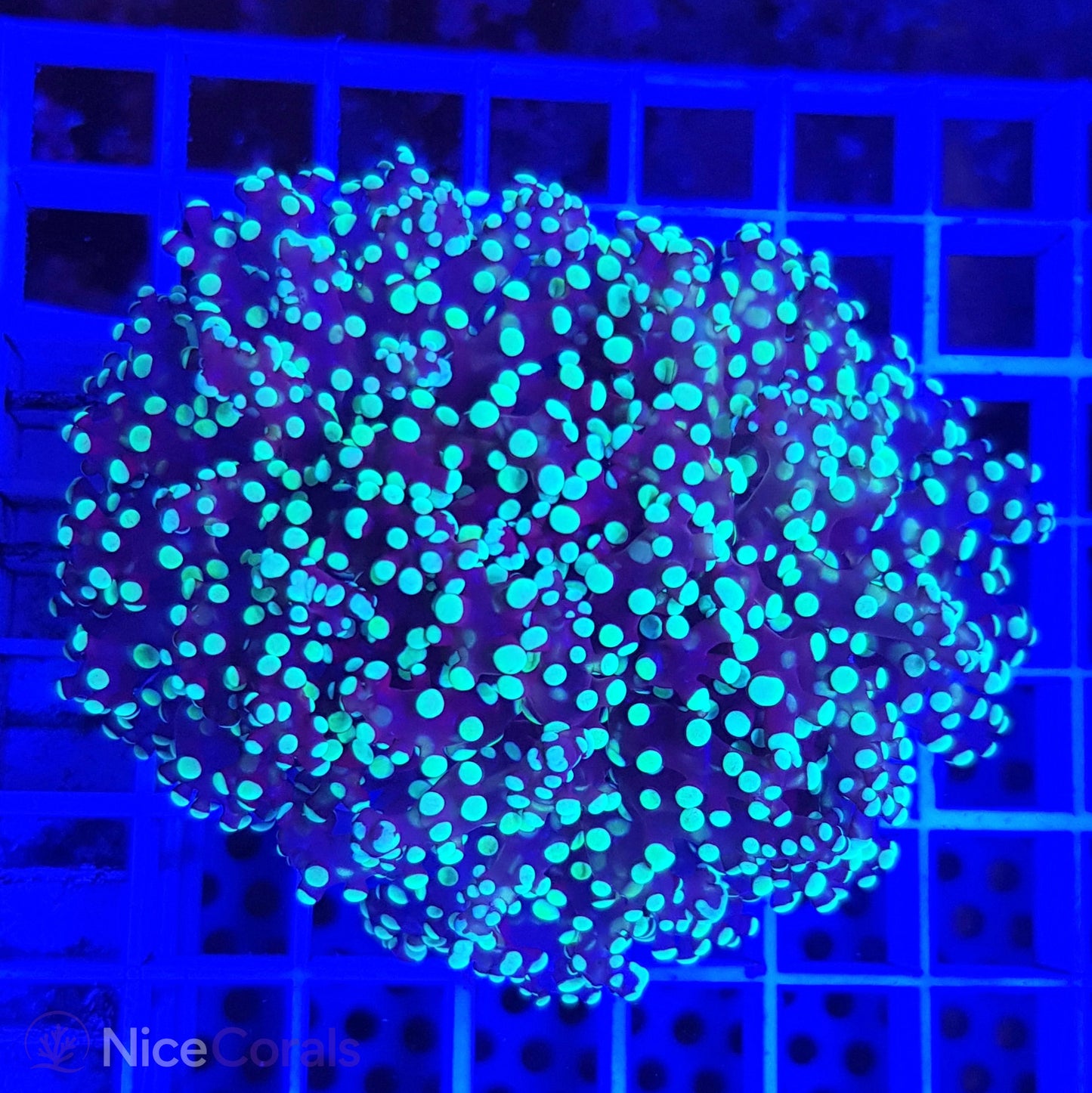 Euphyllia paradivisa