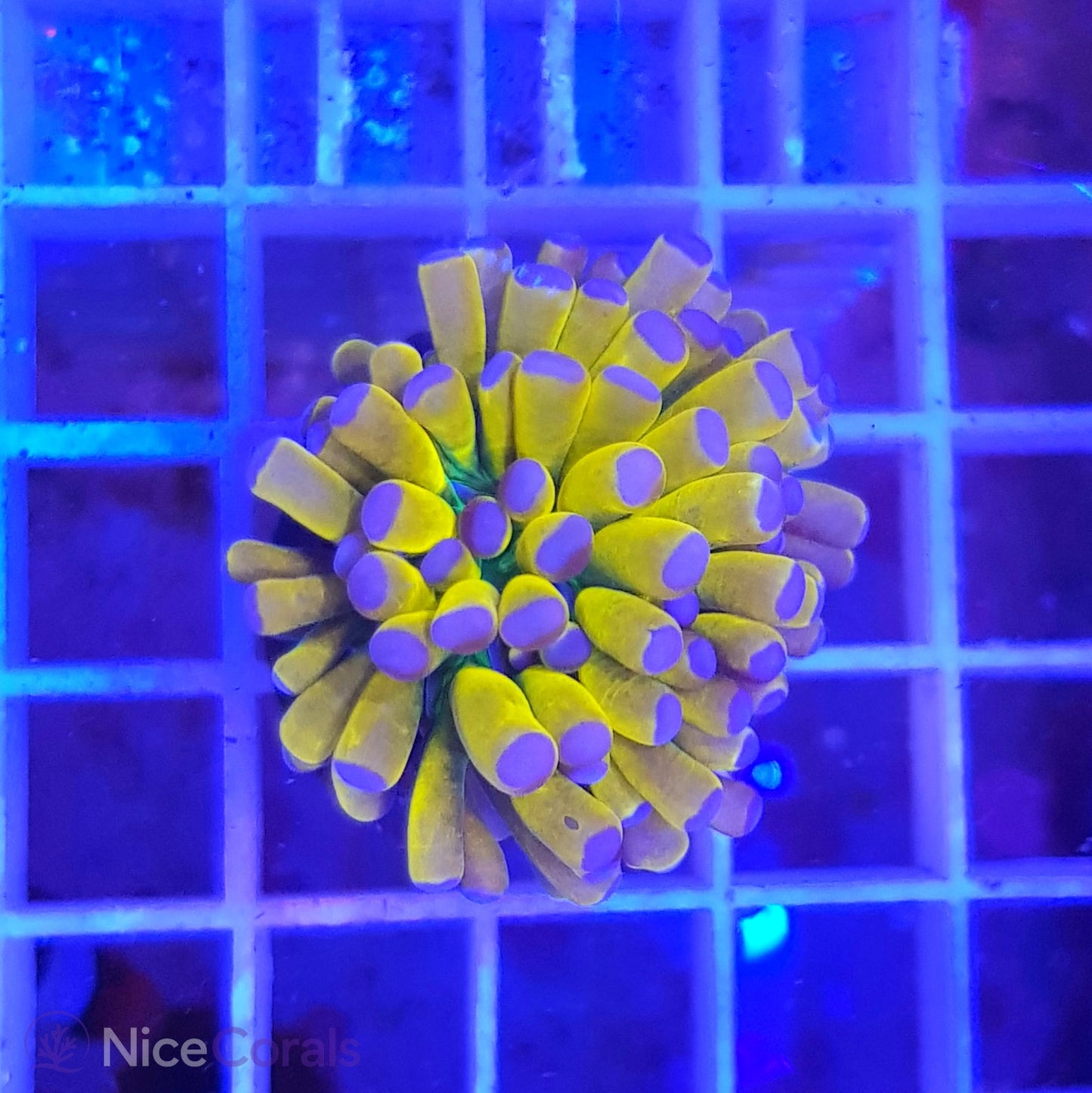 Euphyllia Tiger Torch