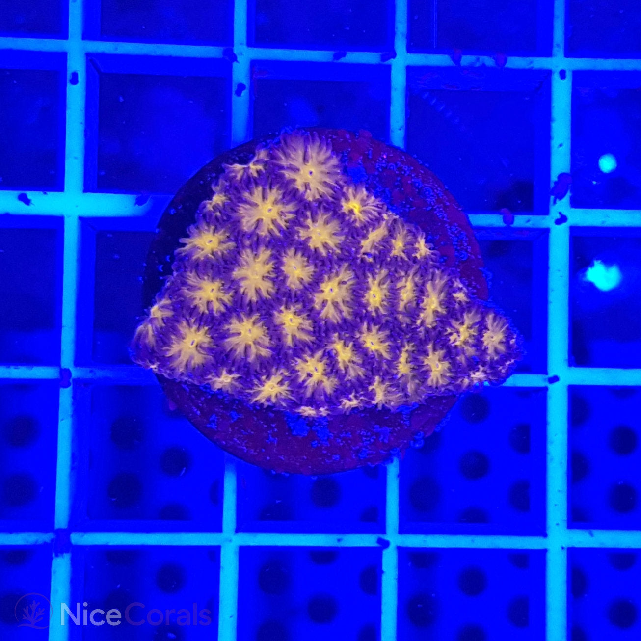 Leptastrea