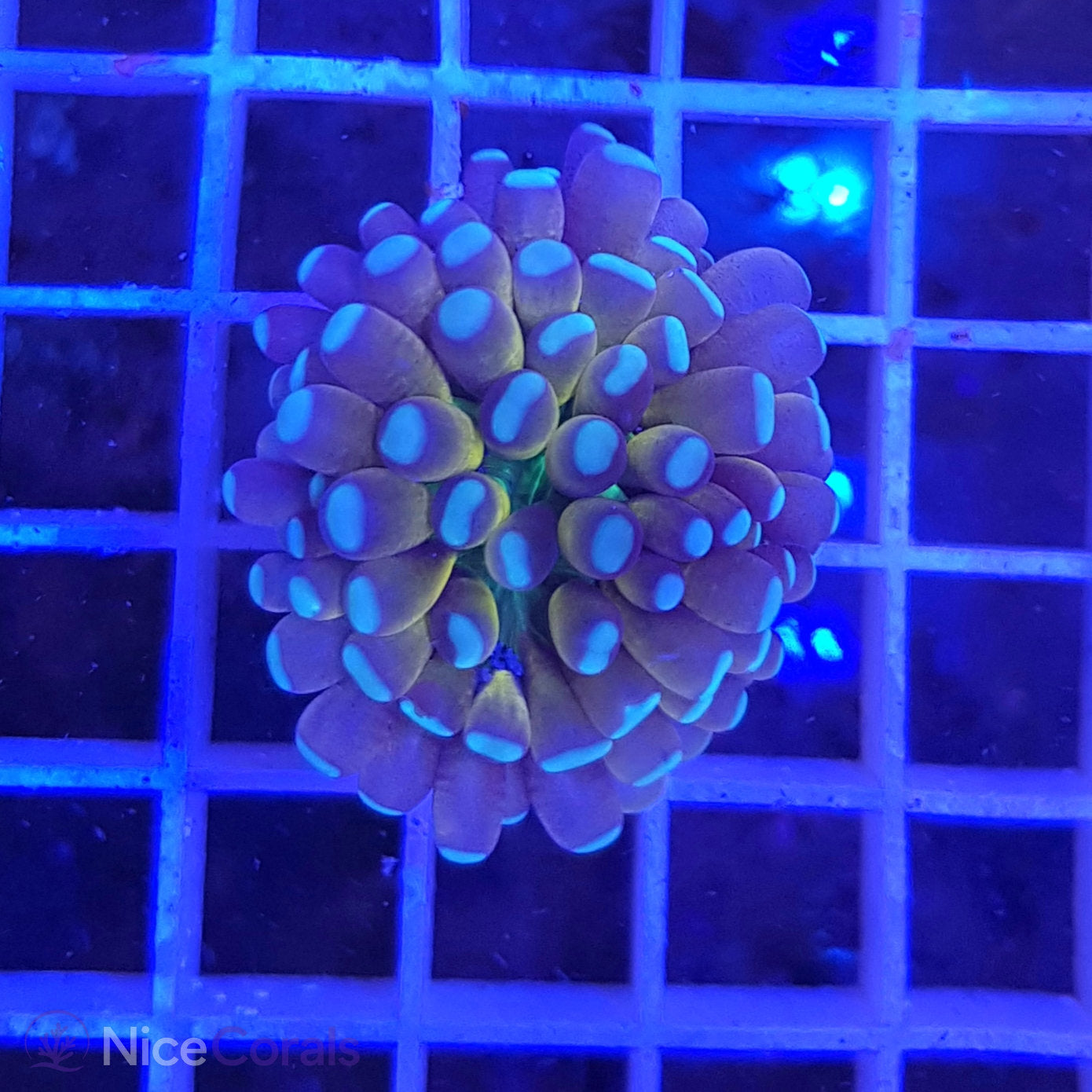 Euphyllia Tiger Torch