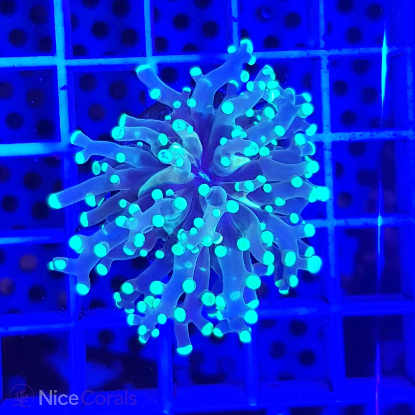 Euphyllia paradivisa