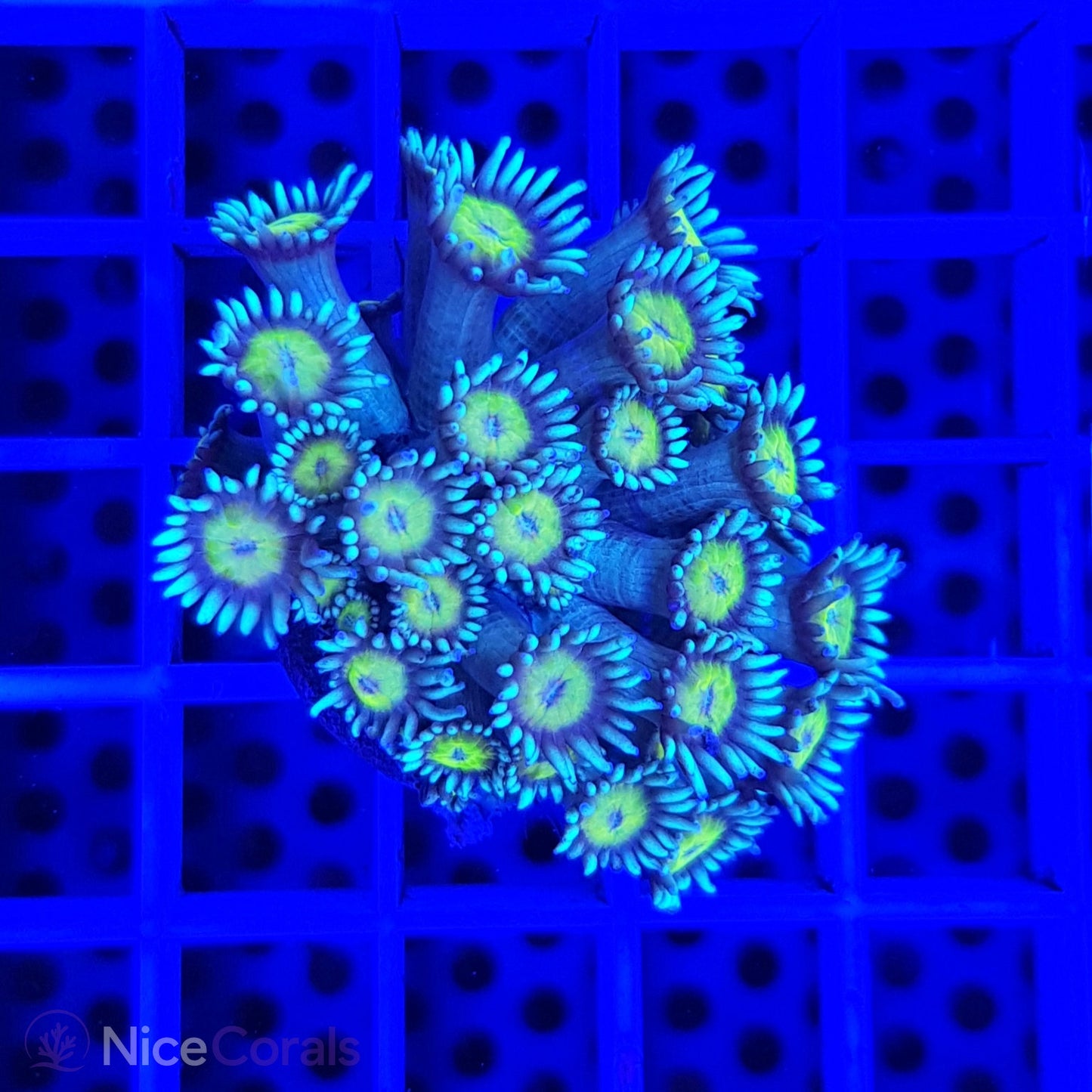Goniopora