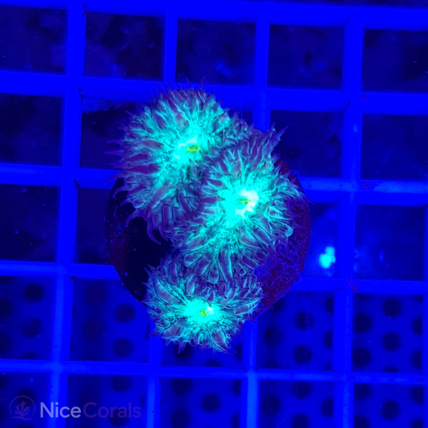 Blastomussa
