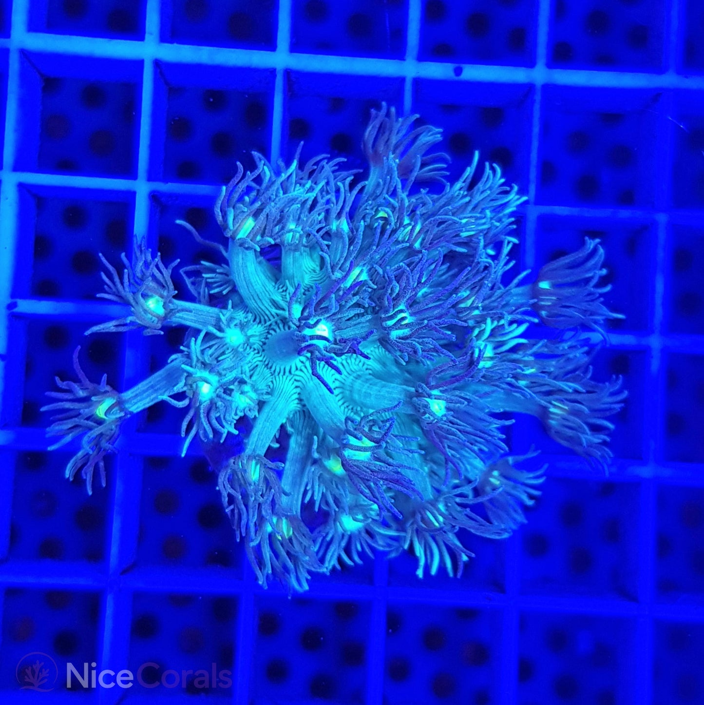 Goniopora