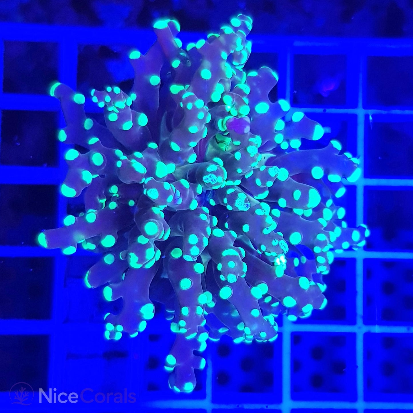 Euphyllia paradivisa
