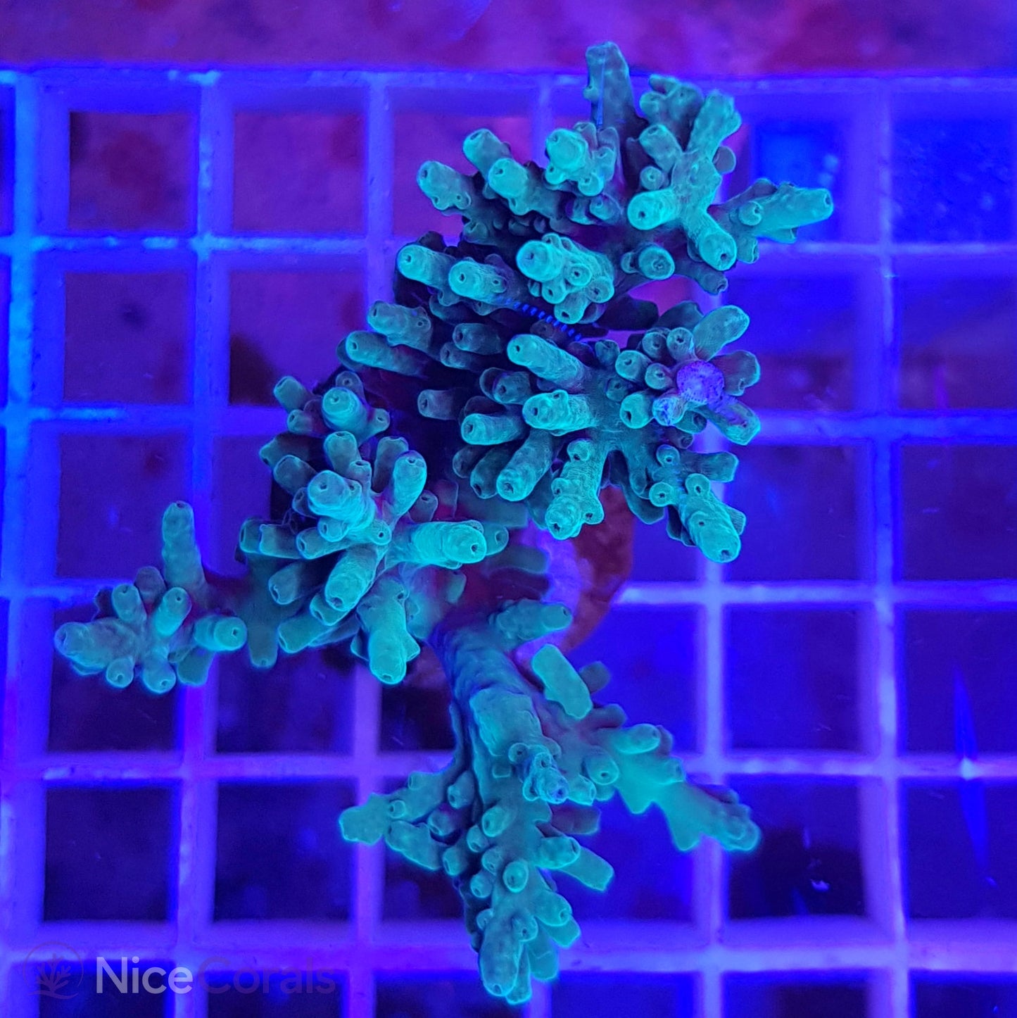 Acropora