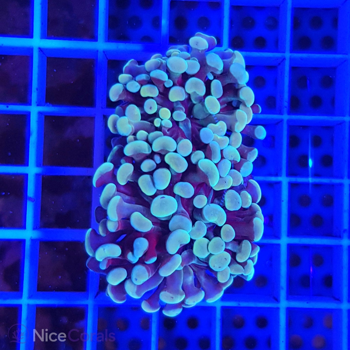 Euphyllia paraancora