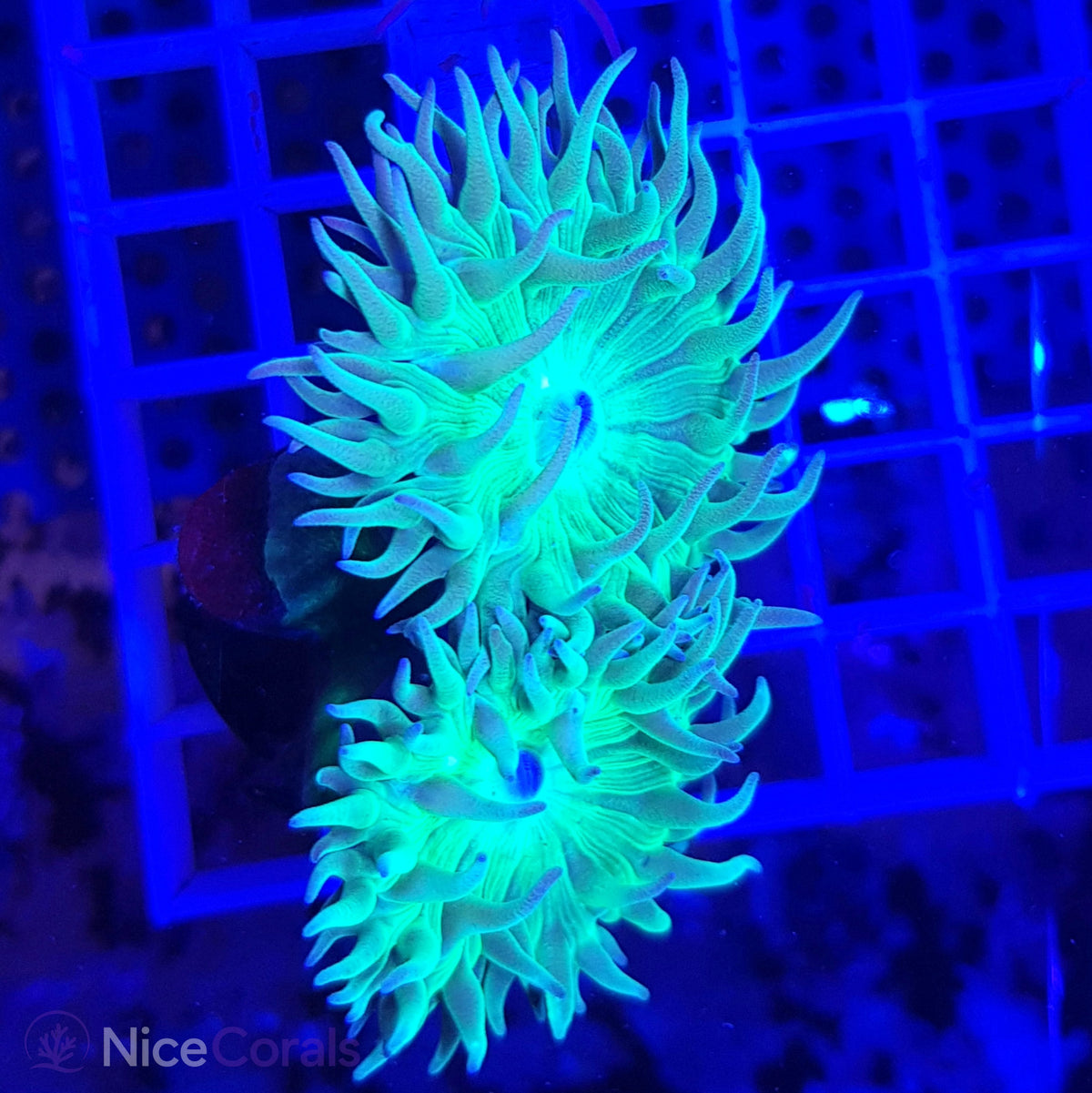 Duncanopsammia