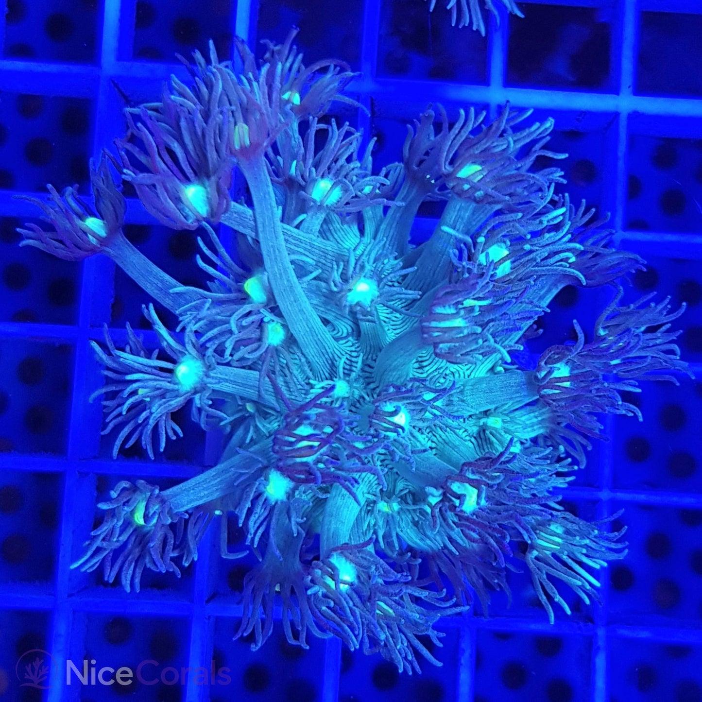 Goniopora