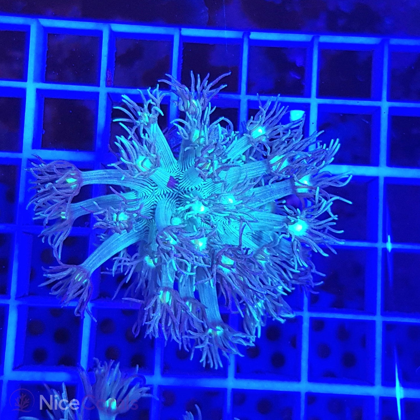 Goniopora