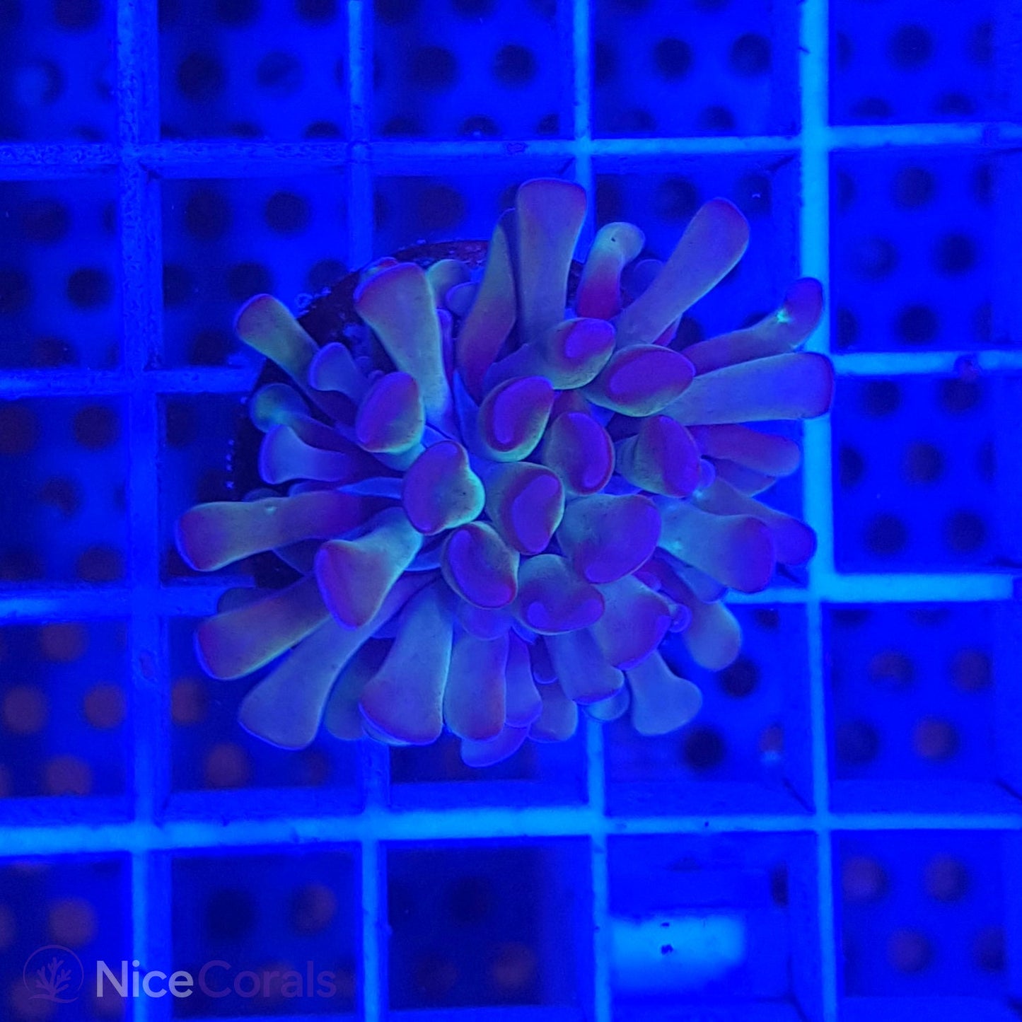 Euphyllia paraancora