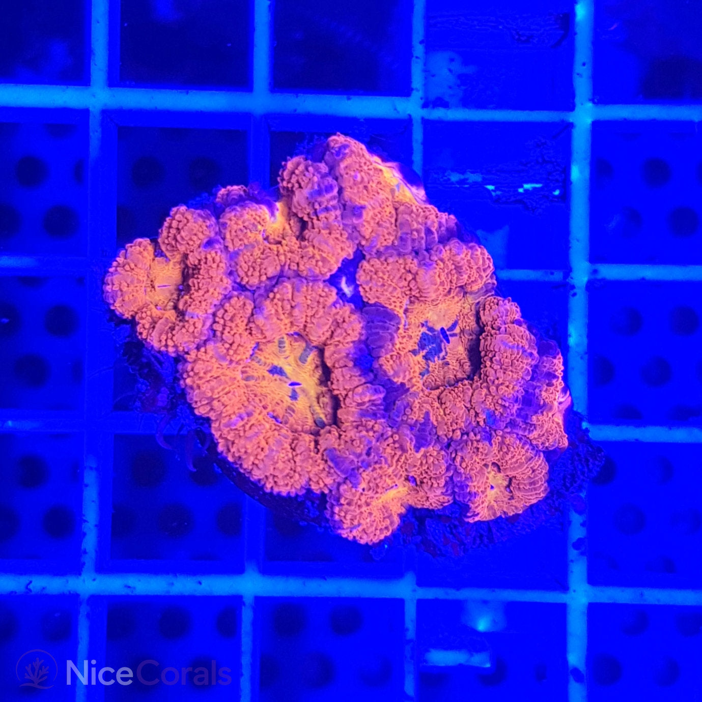 Acanthastrea