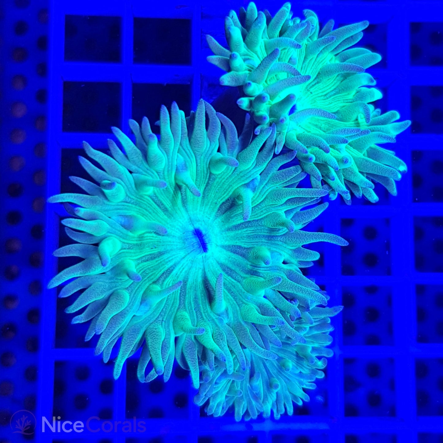 Duncanopsammia