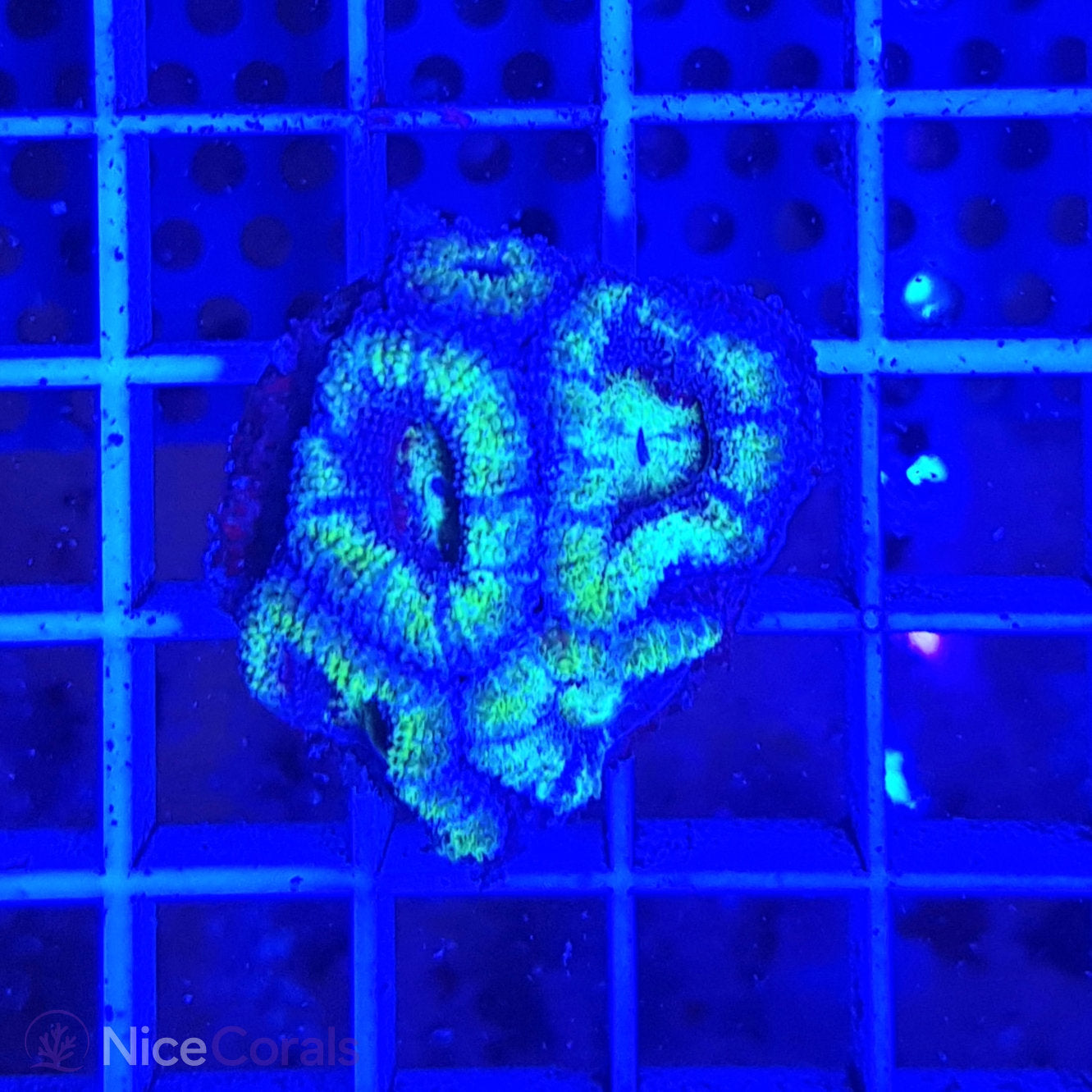 Acanthastrea