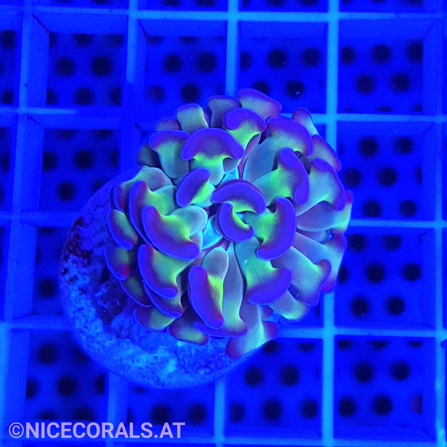 Euphyllia Paraancora