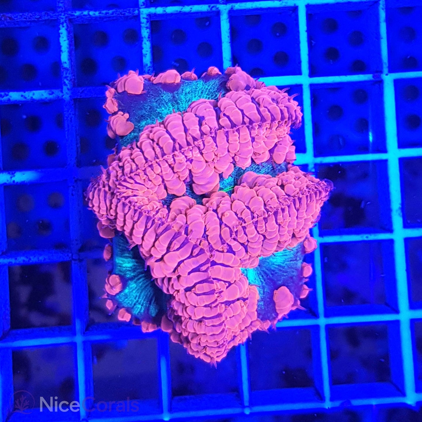 Blastomussa