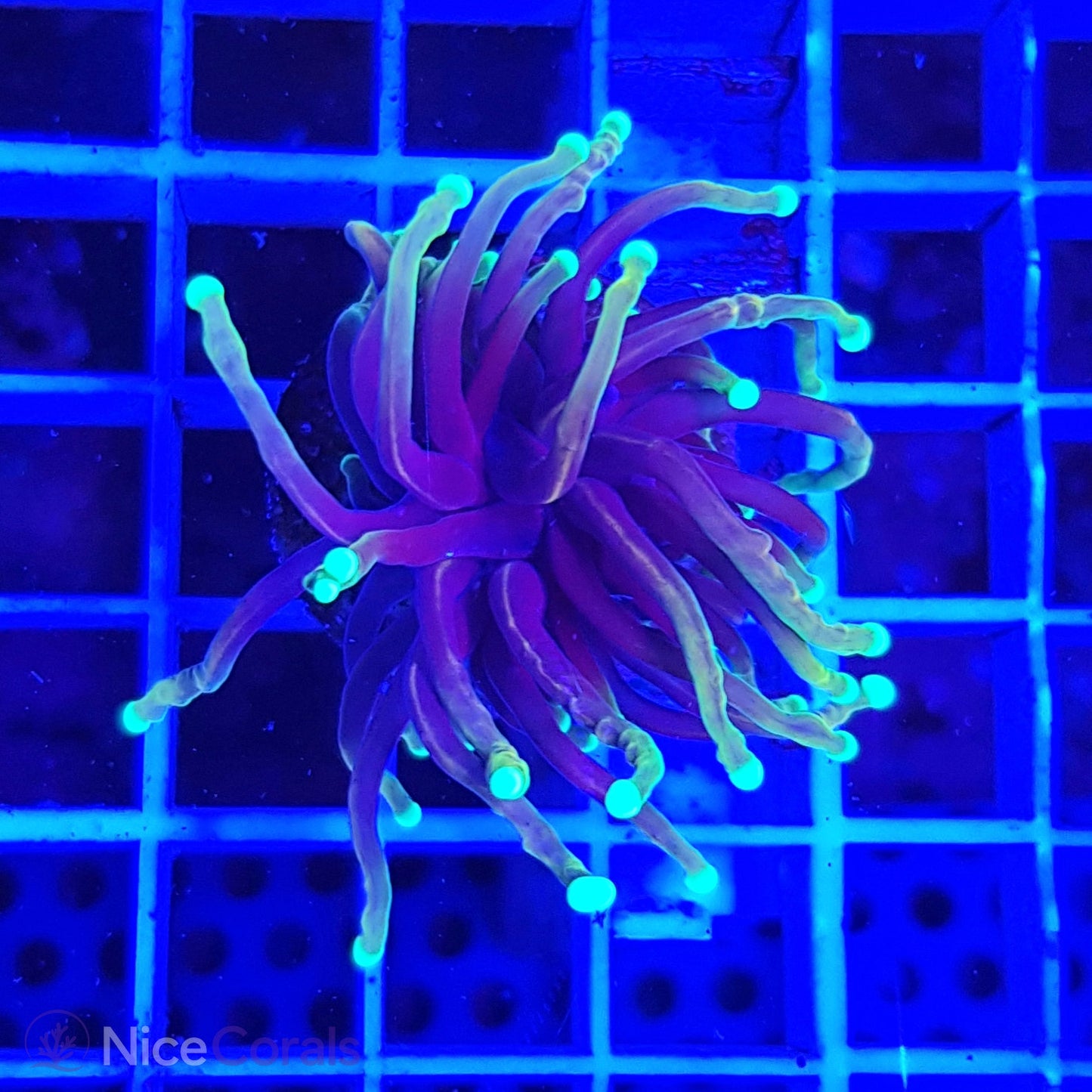 Euphyllia Indo Torch