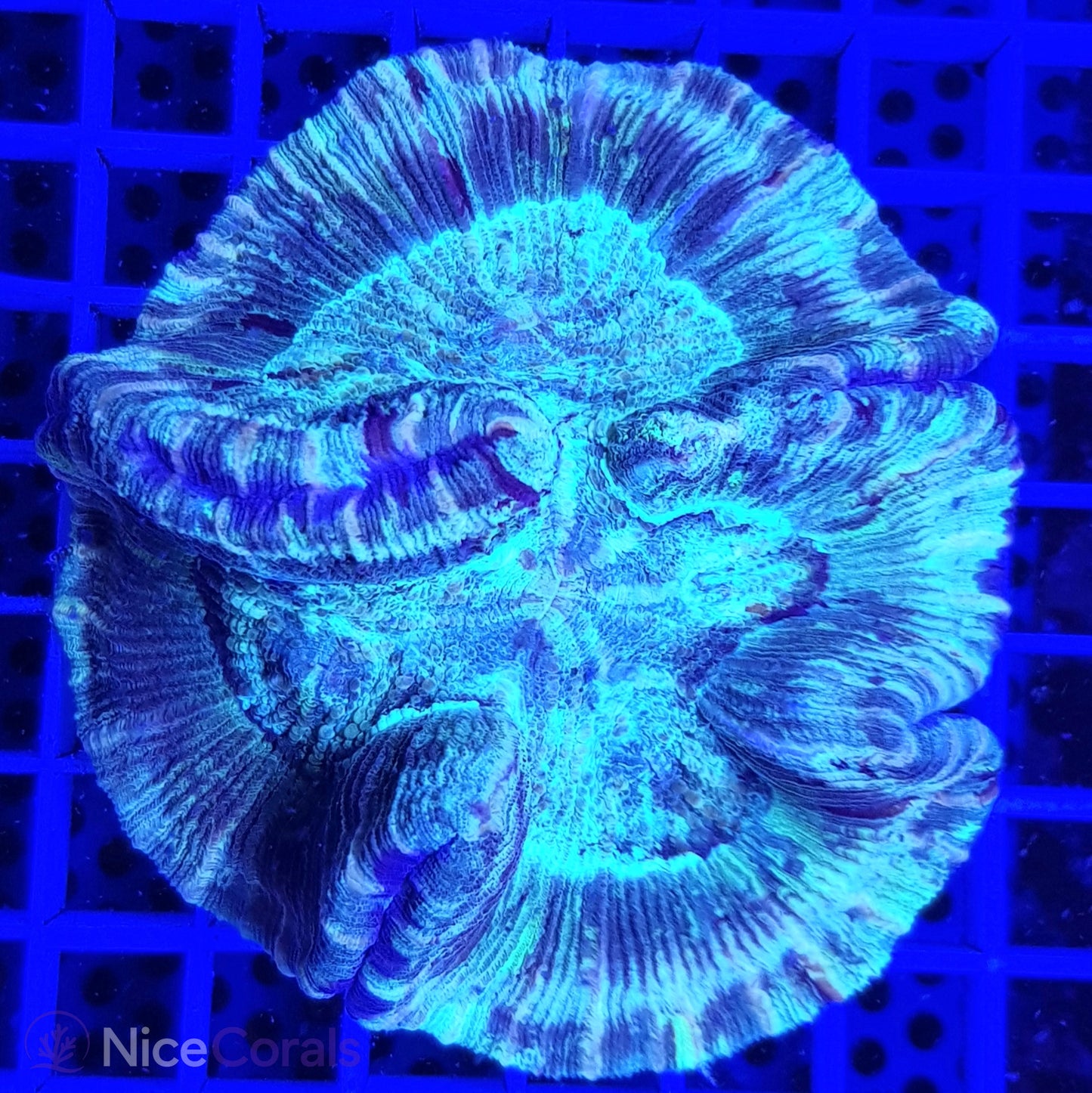 Trachyphyllia