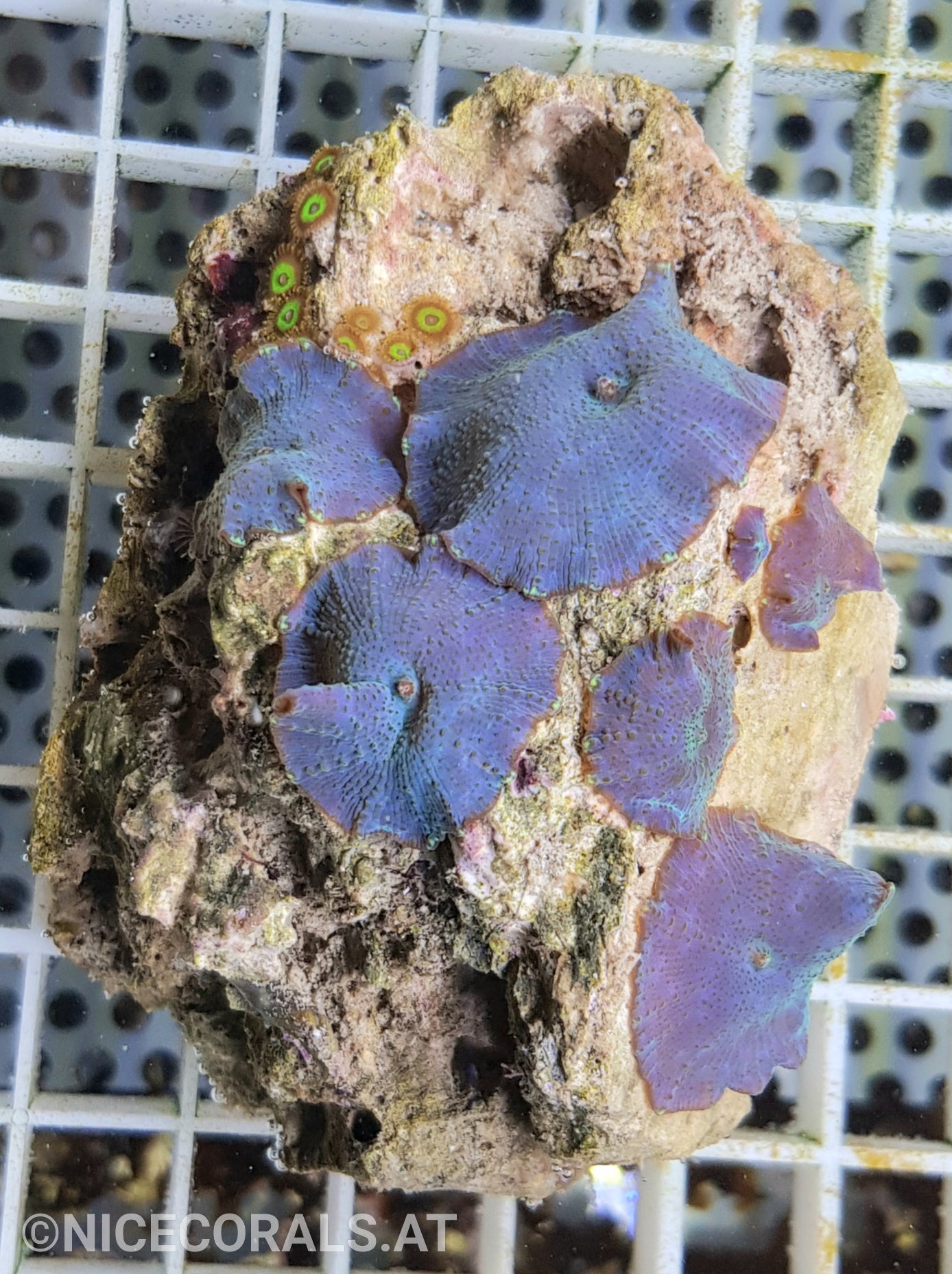 Discosoma