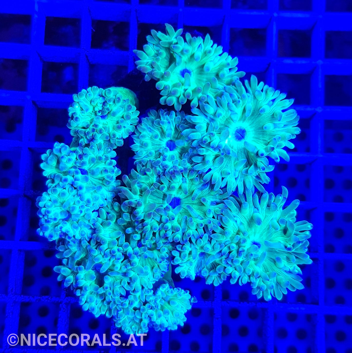 Duncanopsammia