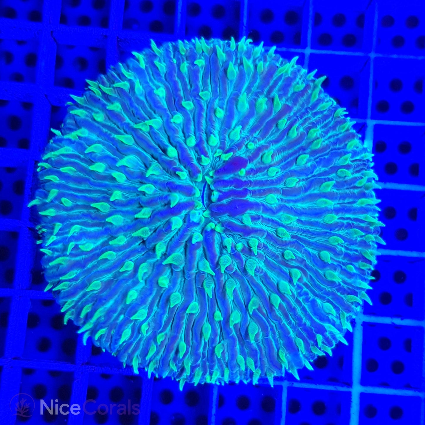 Cycloseris