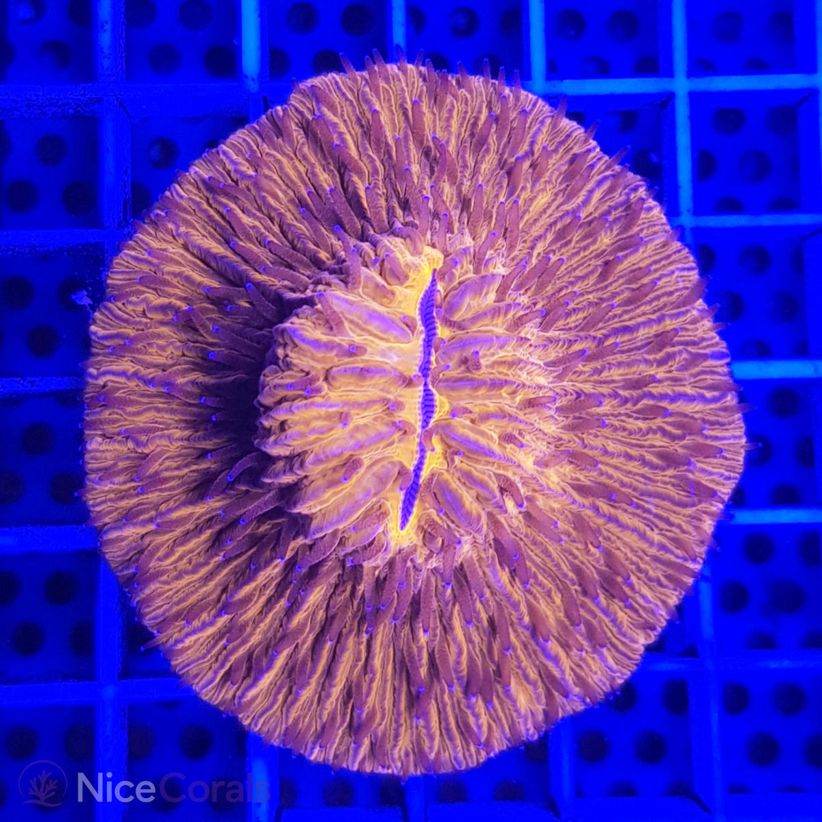 Cycloseris