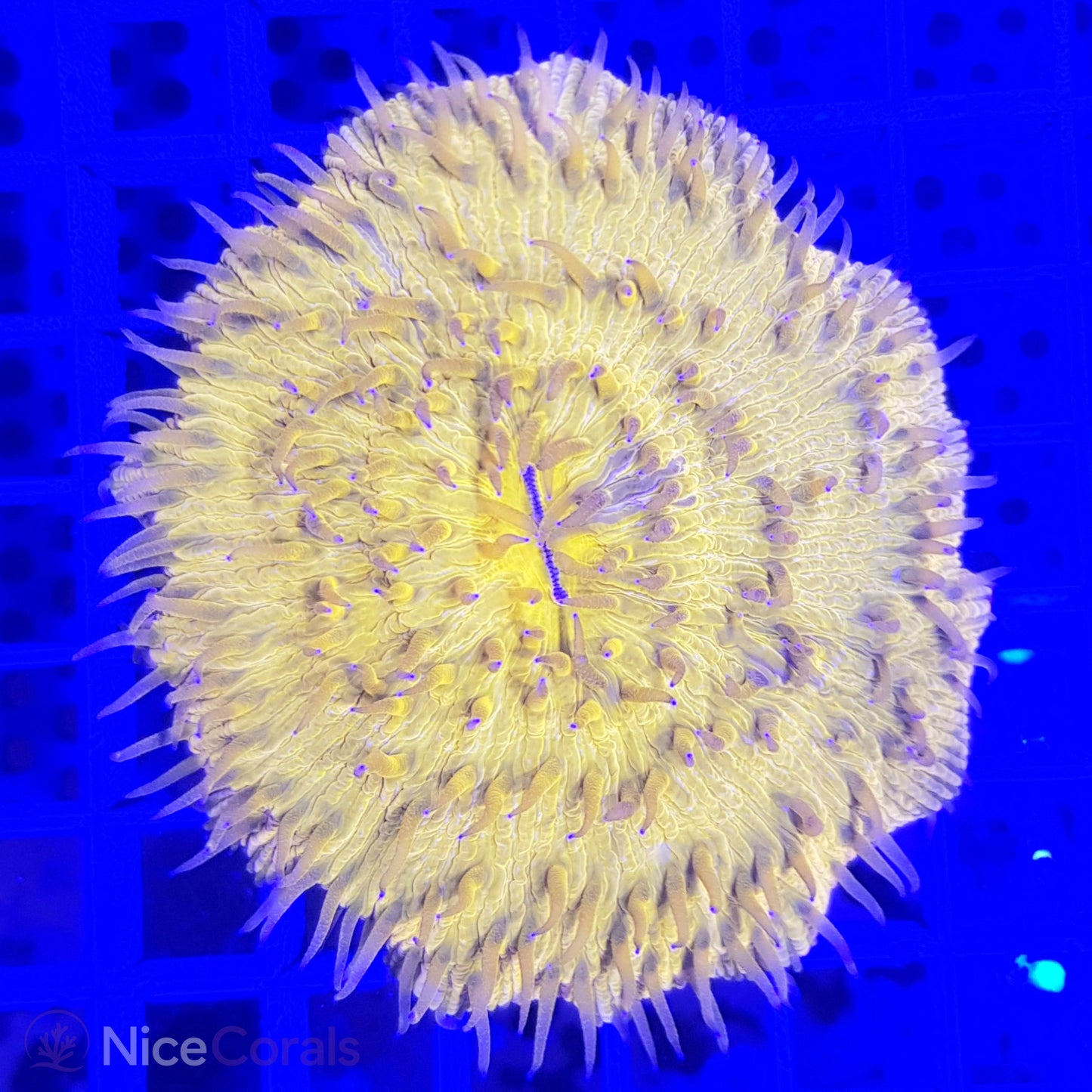 Cycloseris